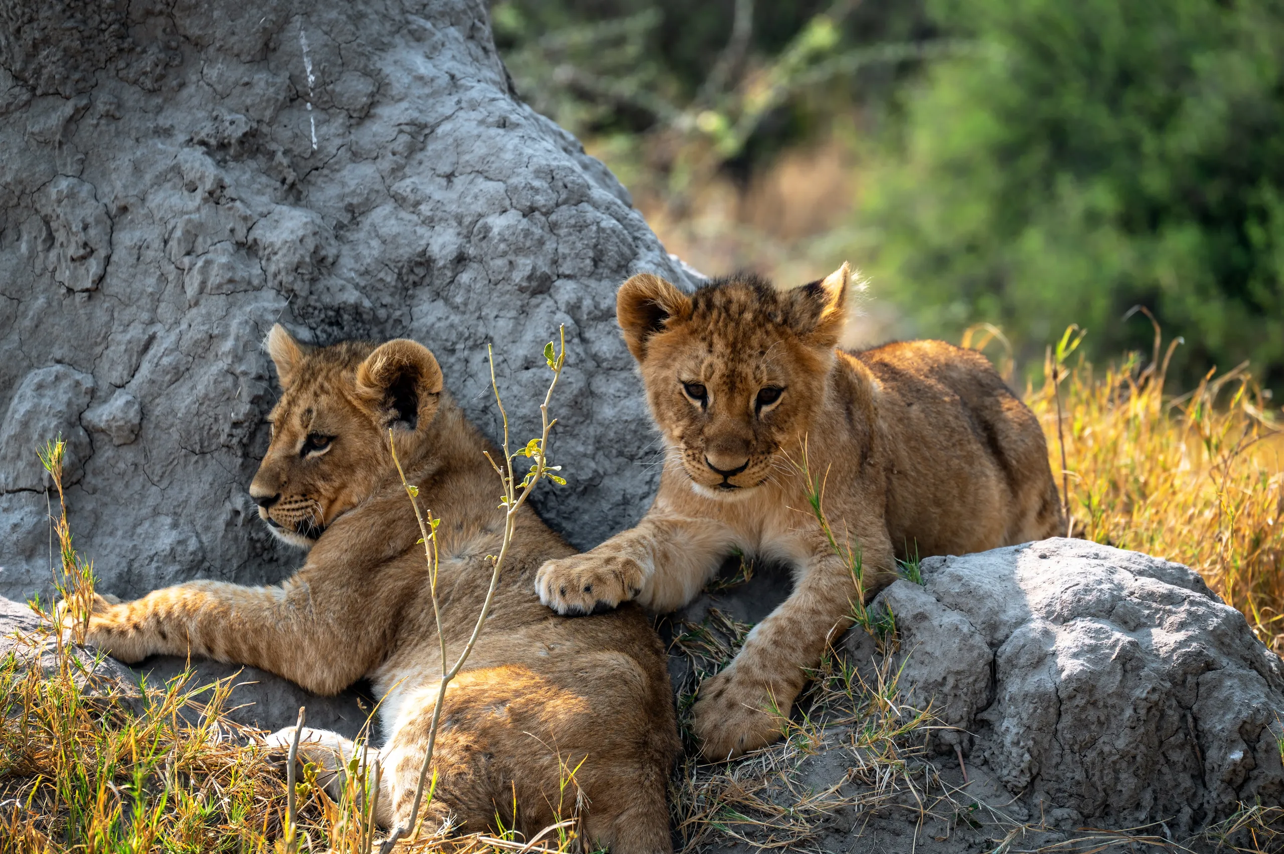 Chobe to the Okavango Delta