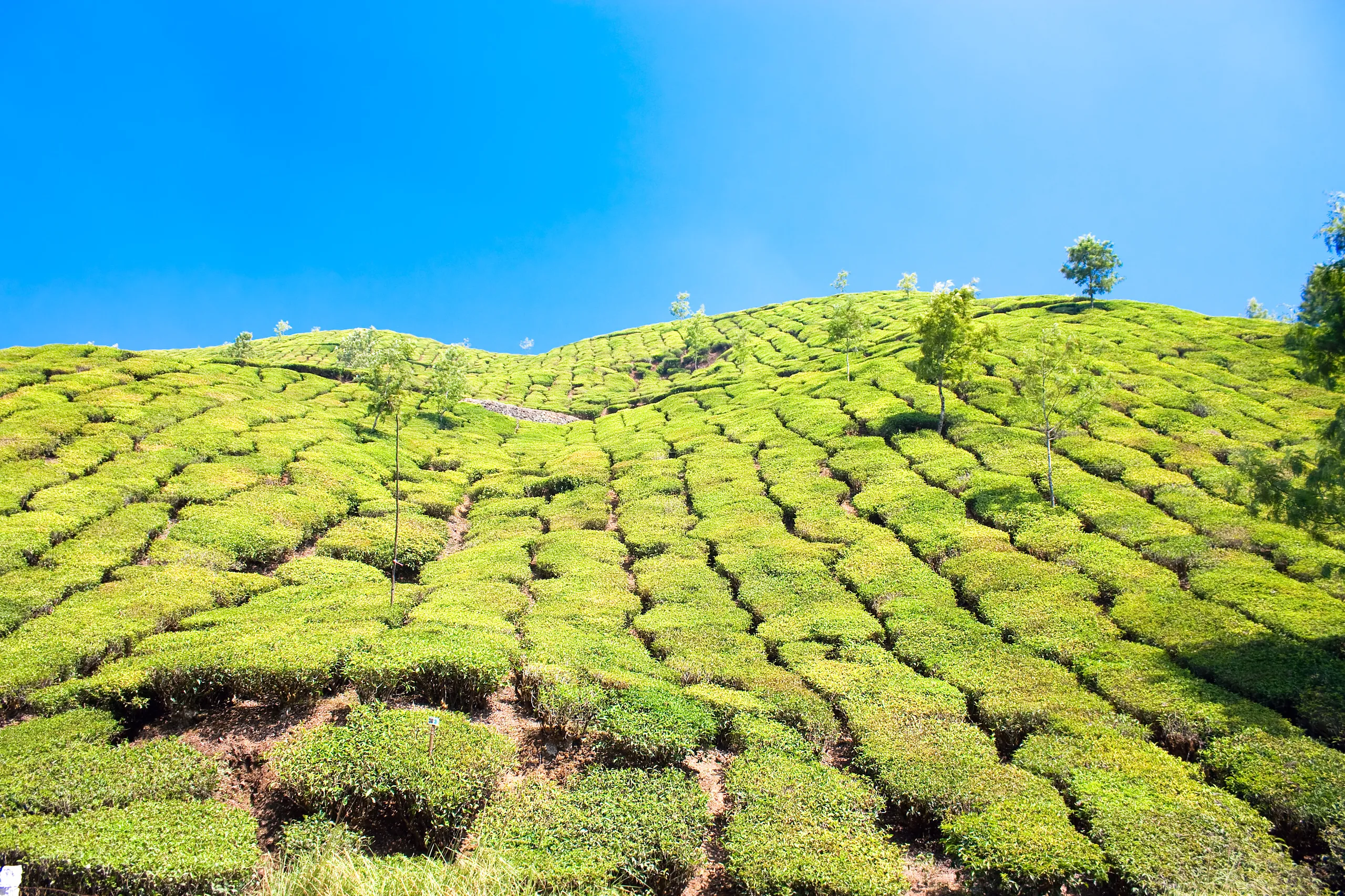 Cardamom Mountains