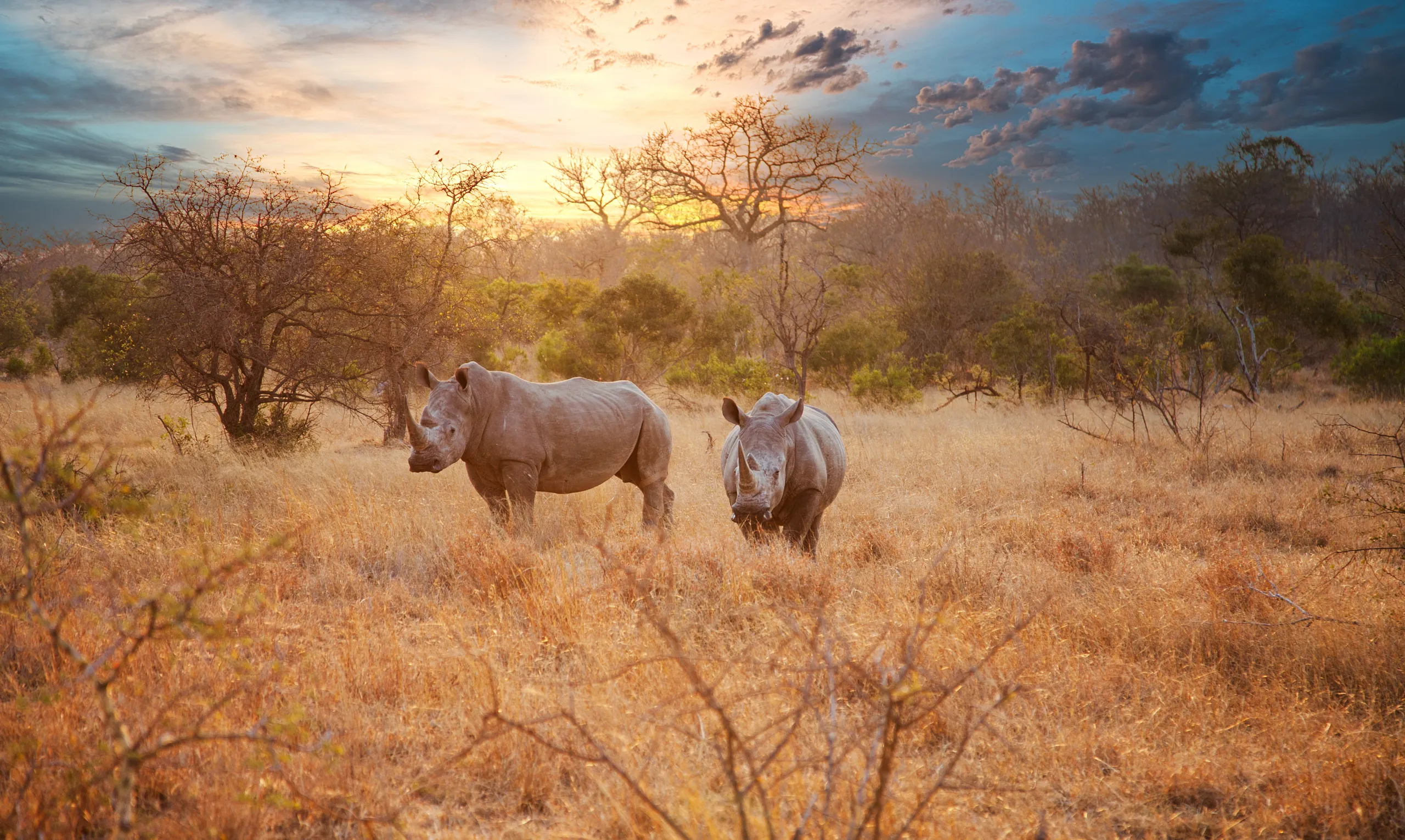 Safari
