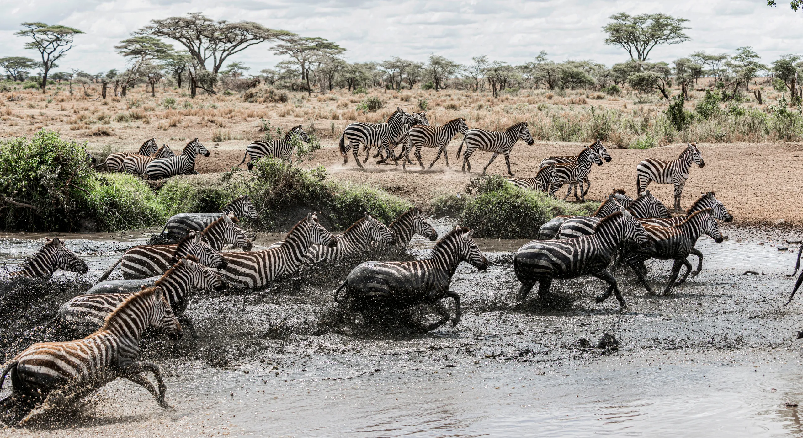 From Maasai Mara to Serengeti