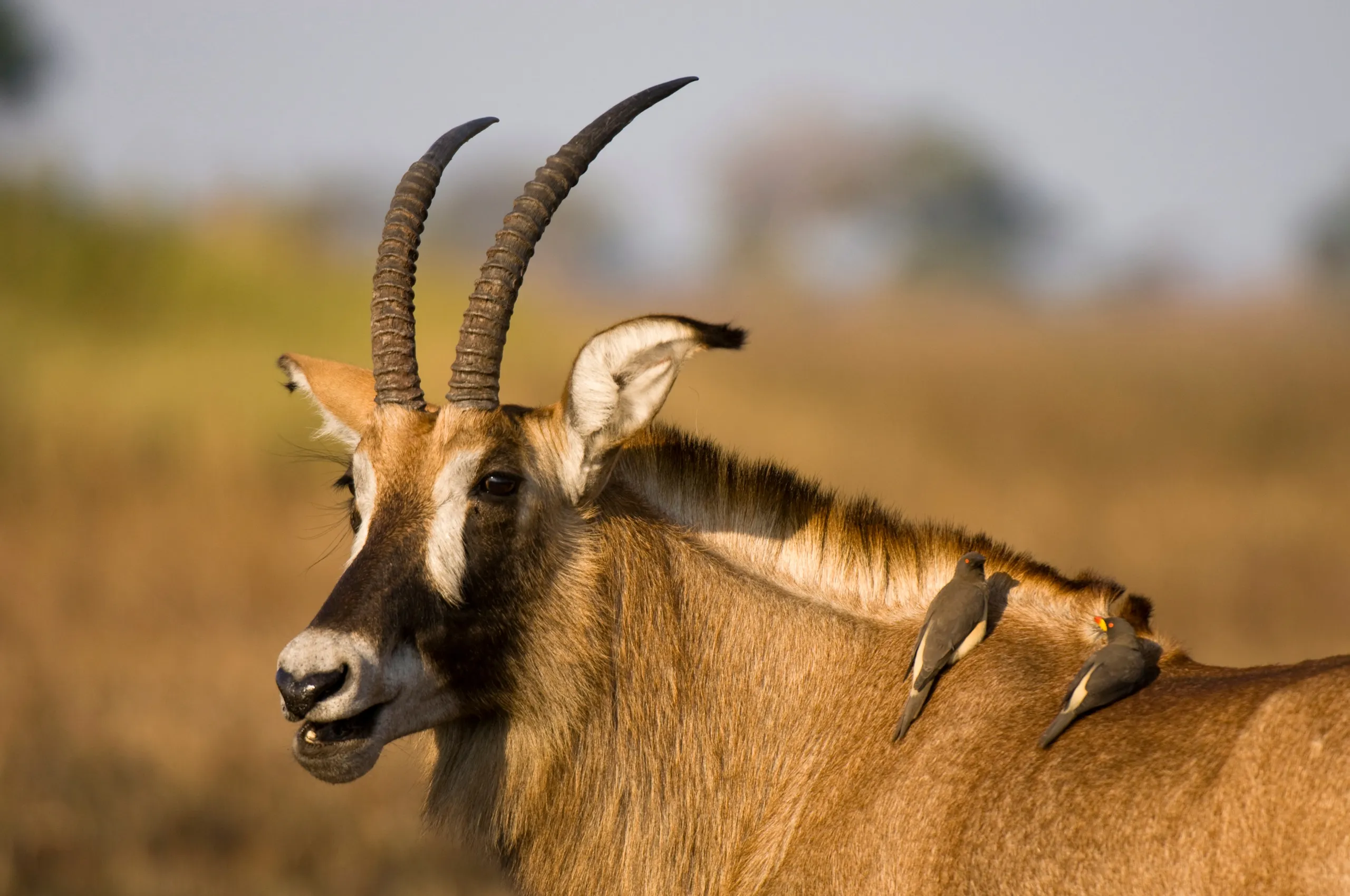 Kafue National Park