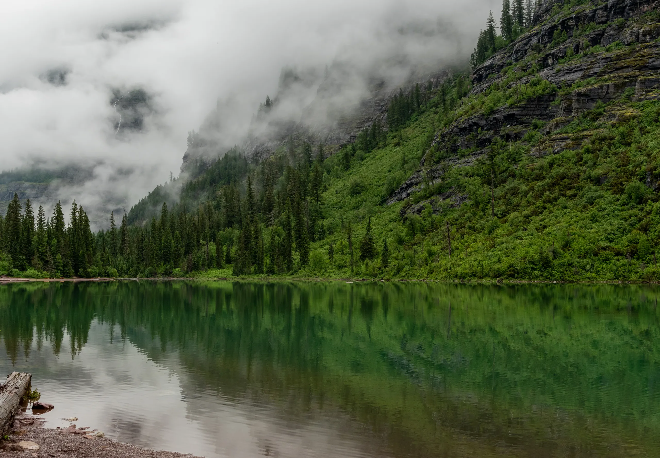 Whitefish