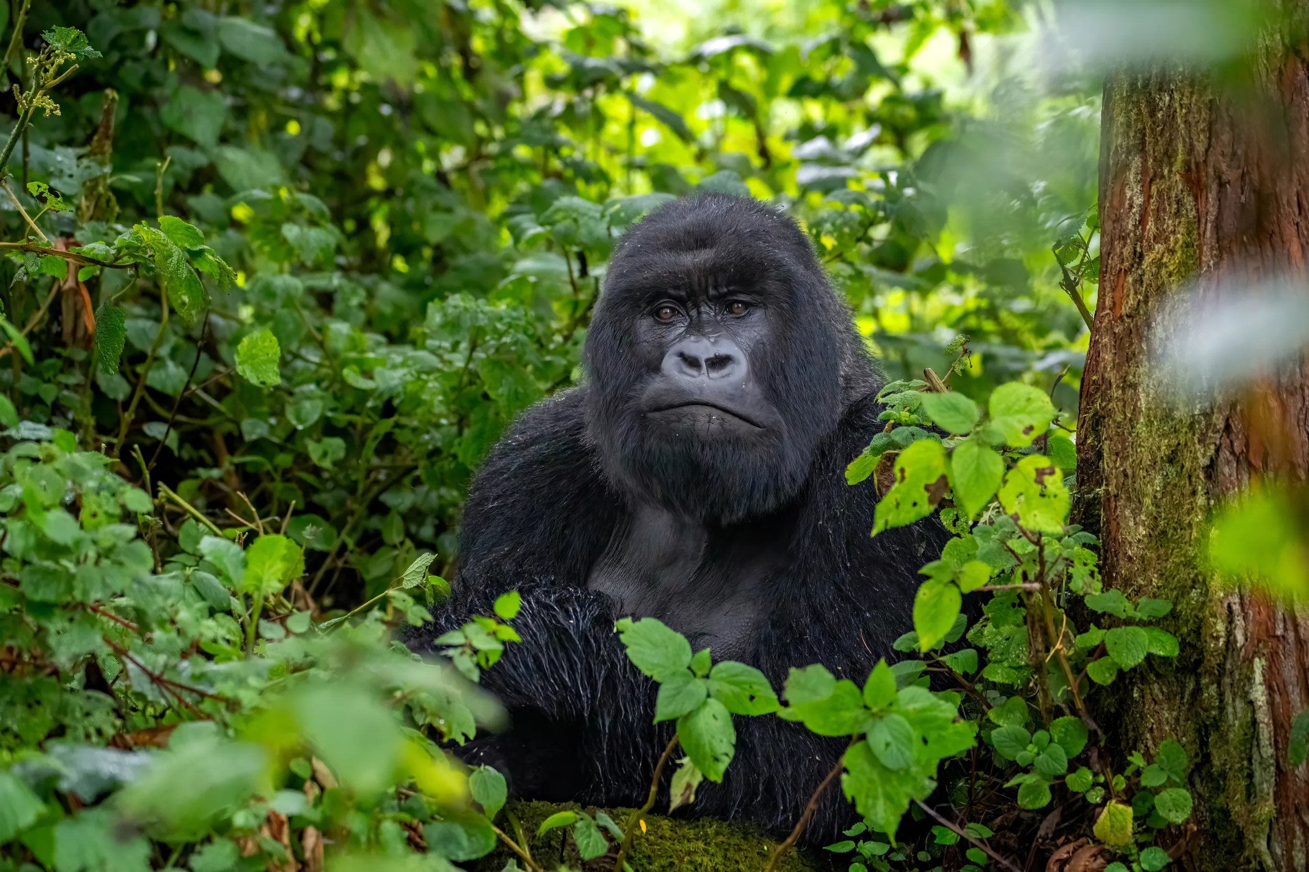 Gorilla Trekking