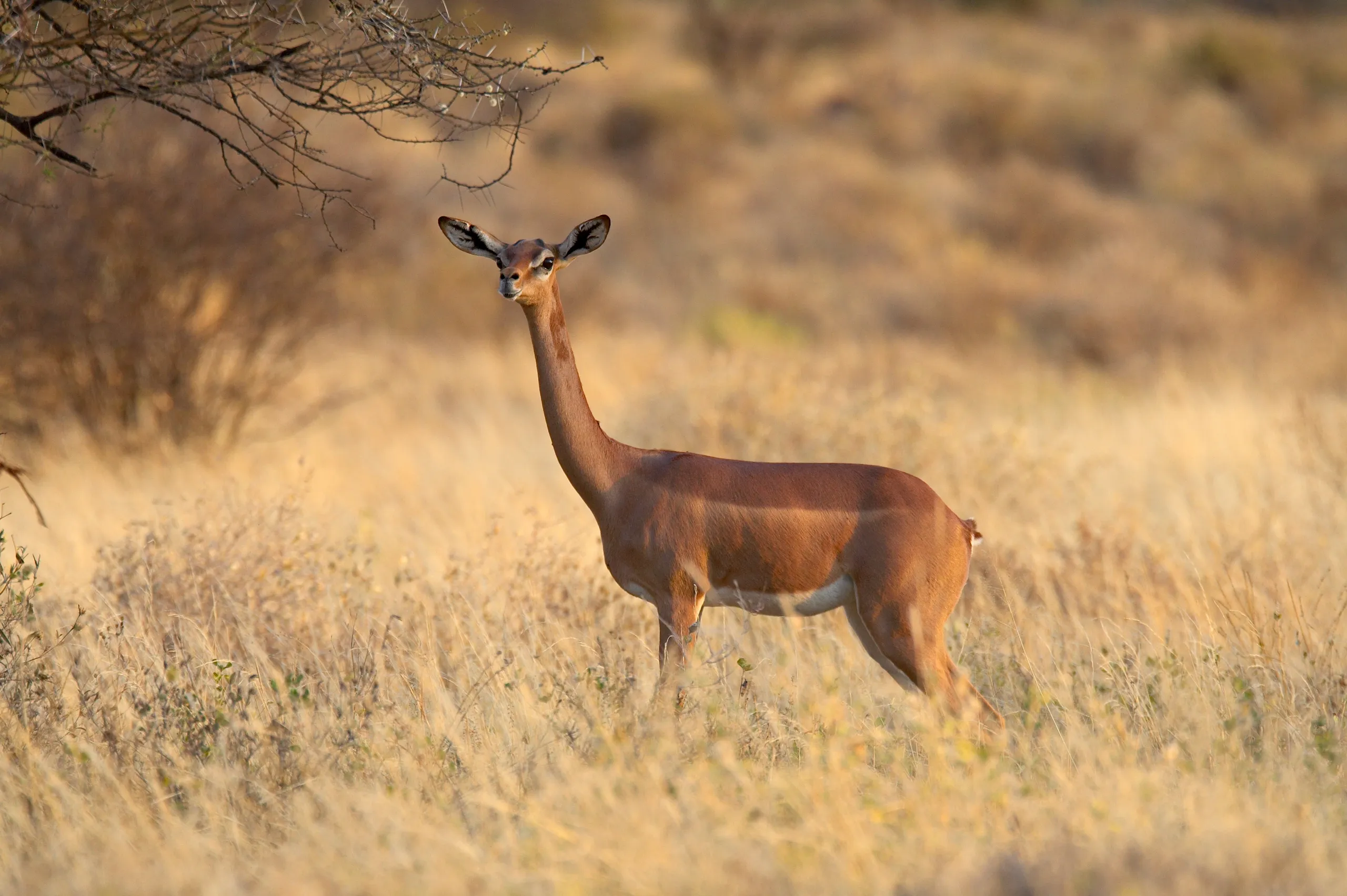 Samburu