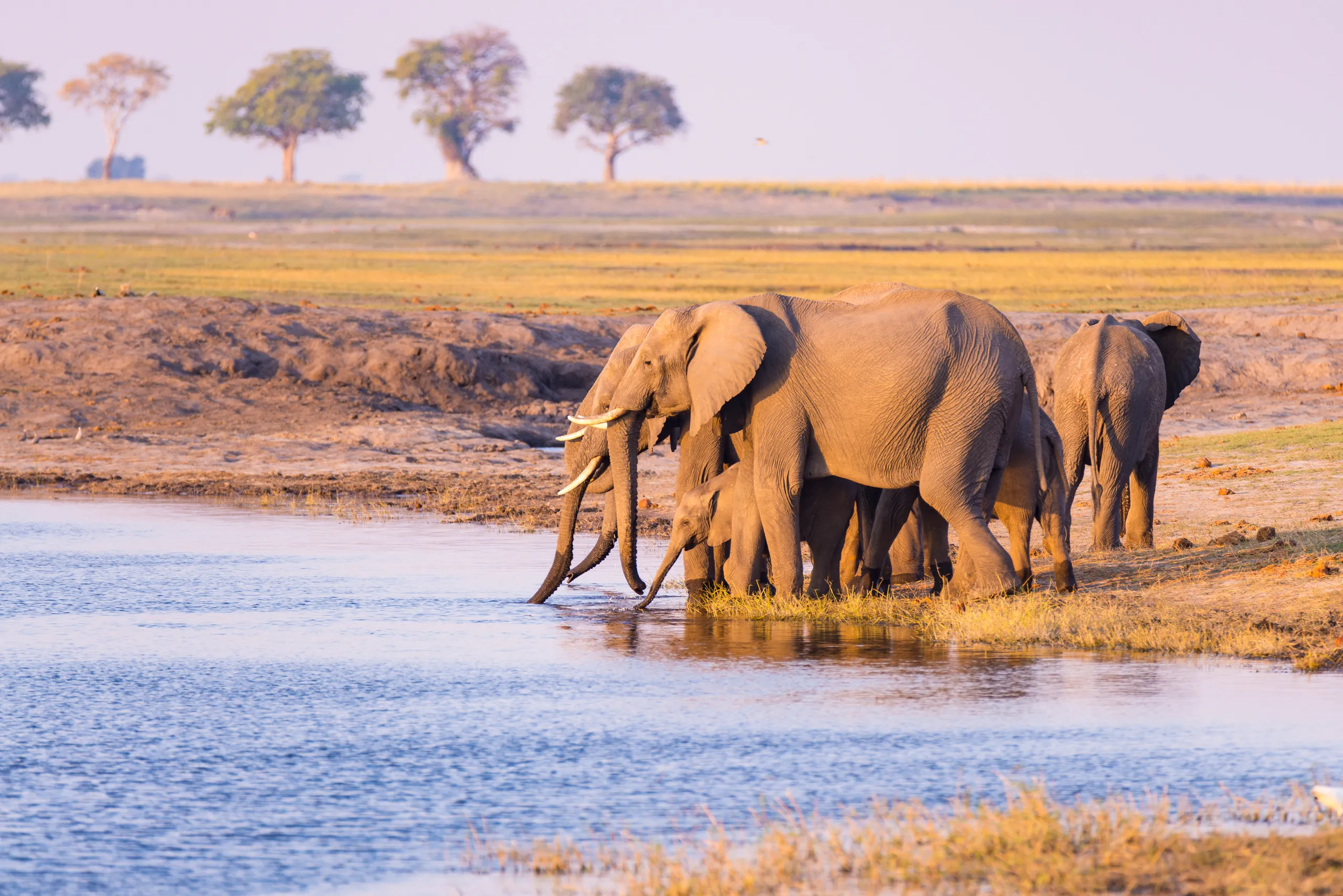 Moremi Game Reserve