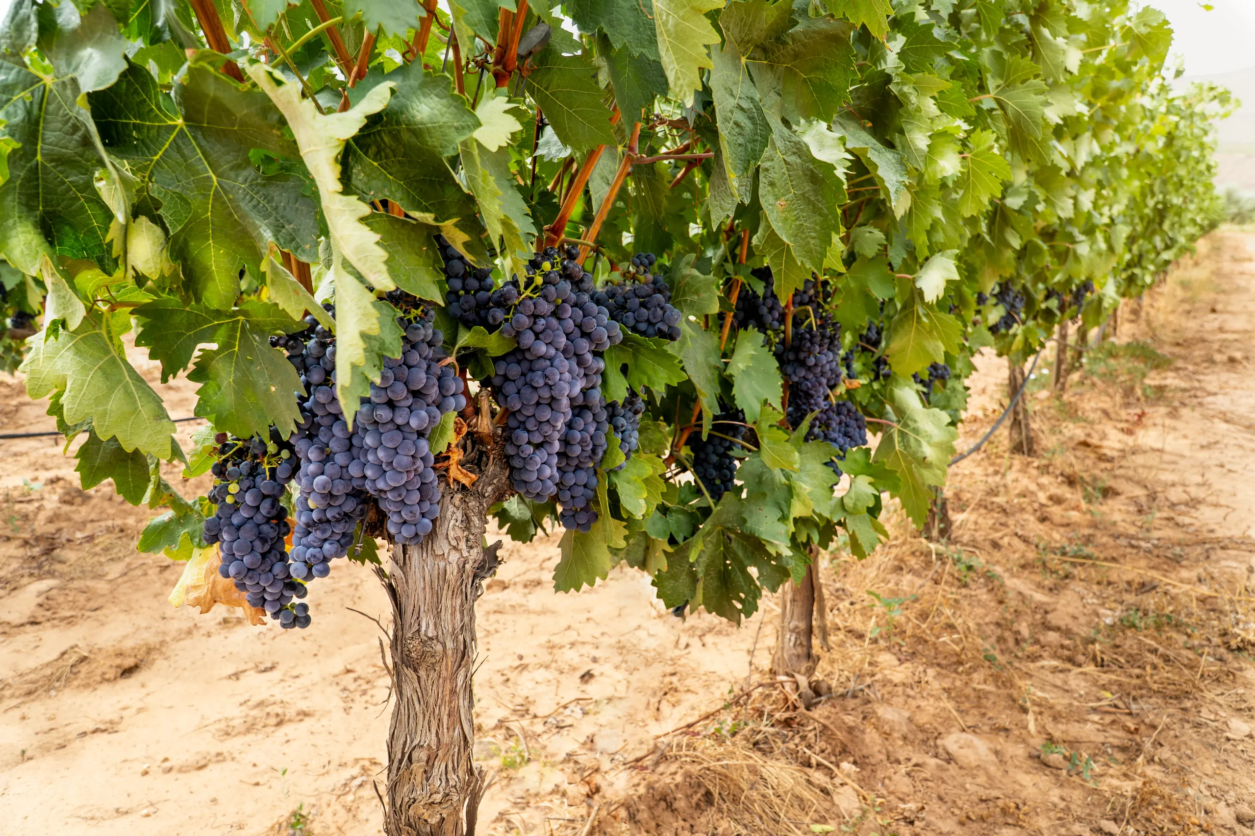 La Rioja Wine Journey