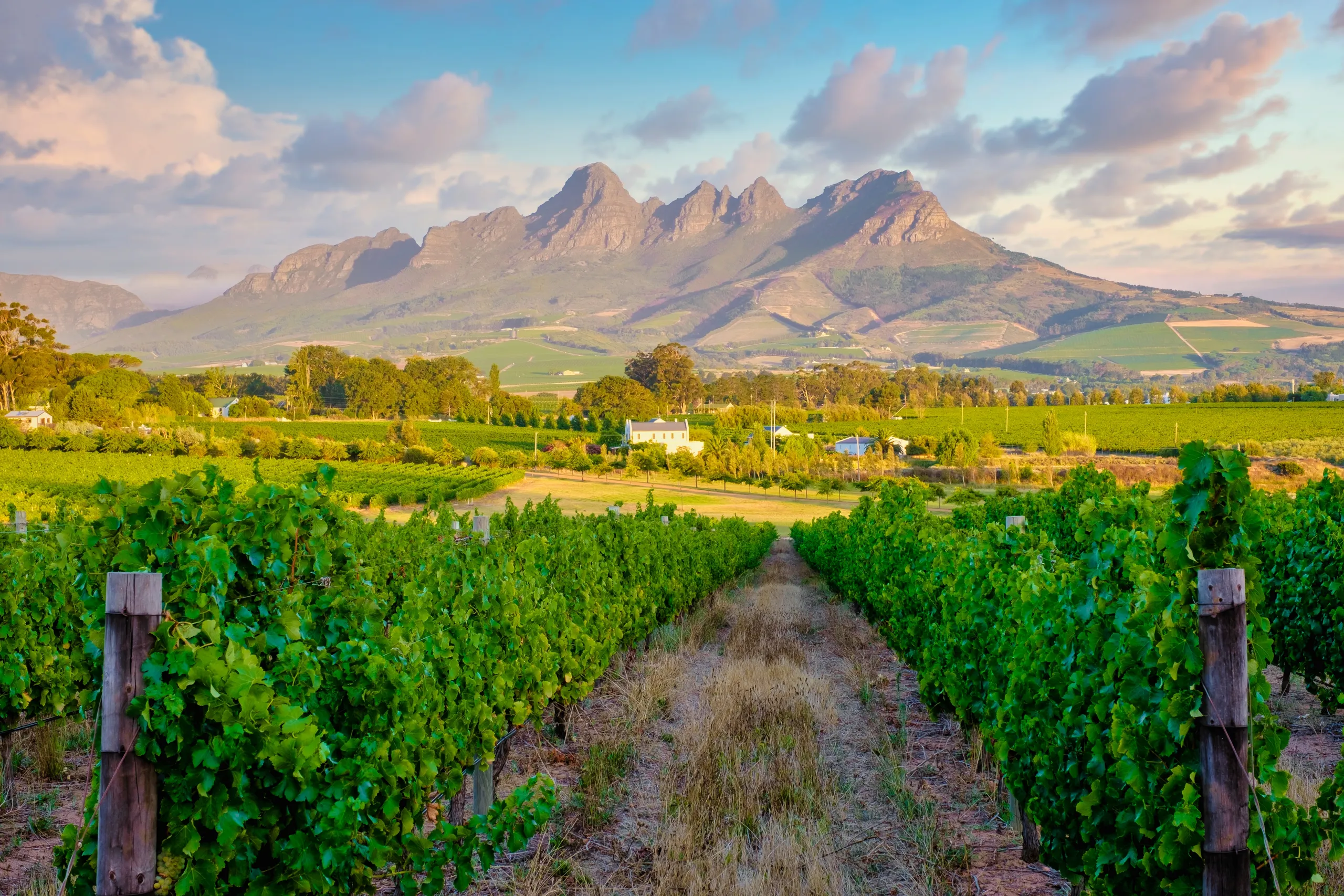 Cape Winelands