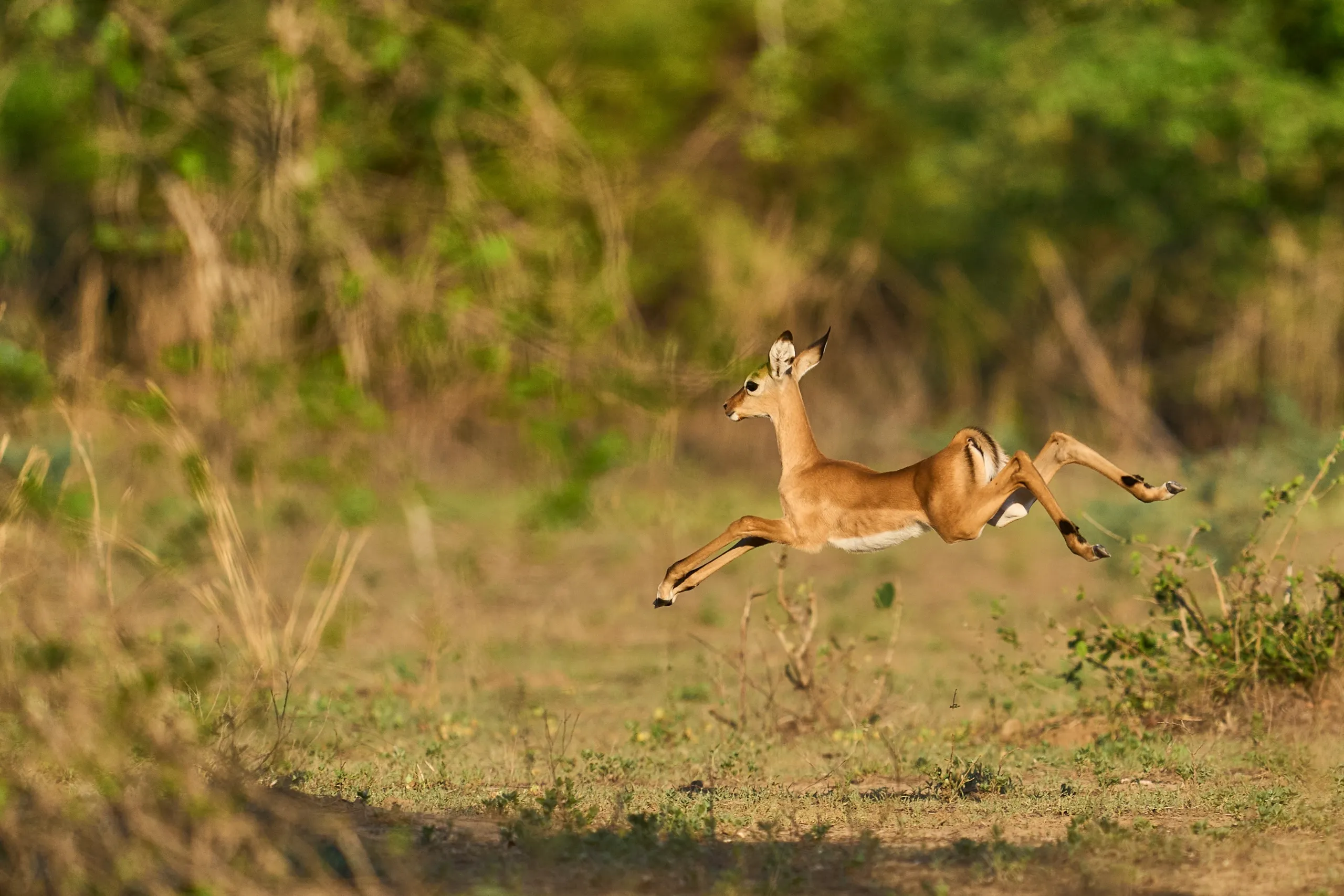 Lower Zambezi