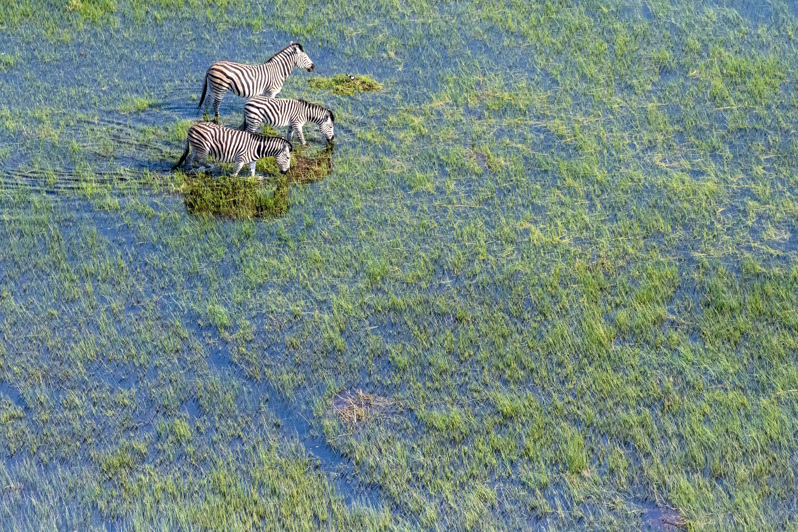 Okavango Delta
