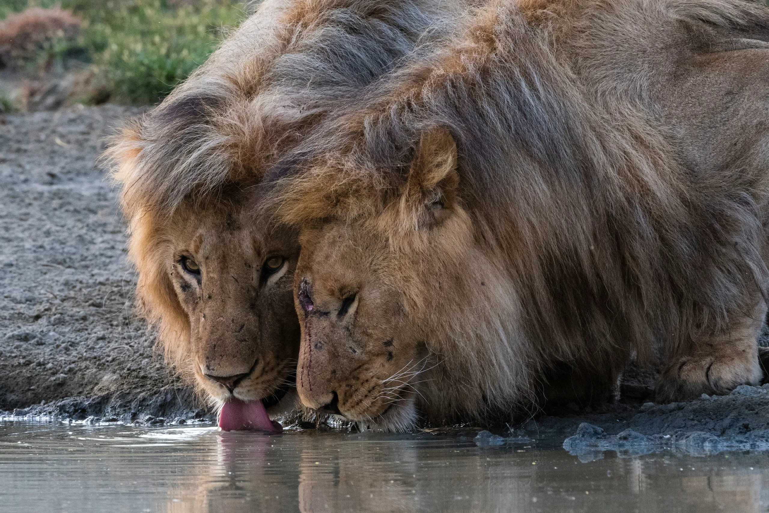 Serengeti to Ngorongoro Highlands