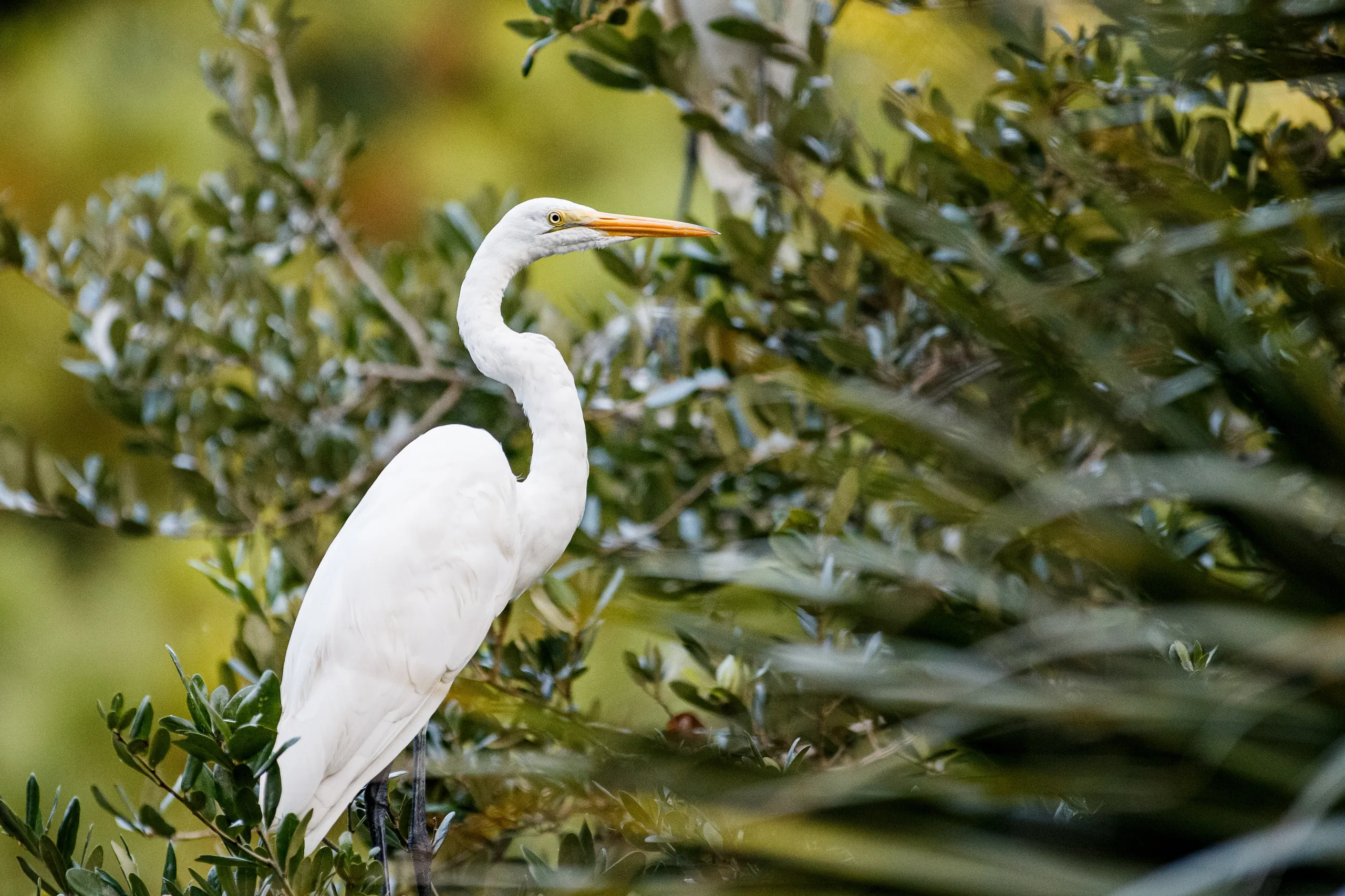 Kiawah Island