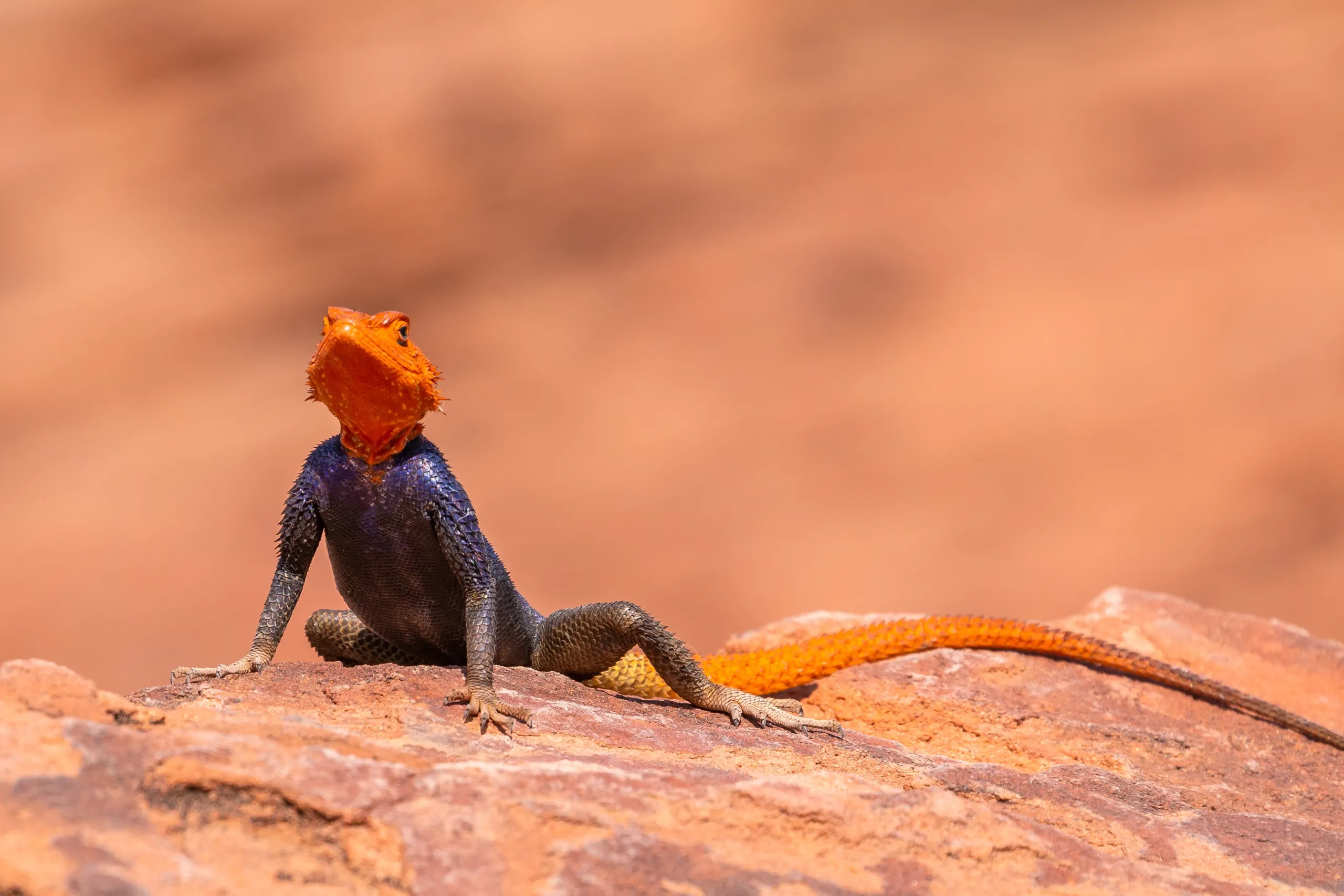 Damaraland