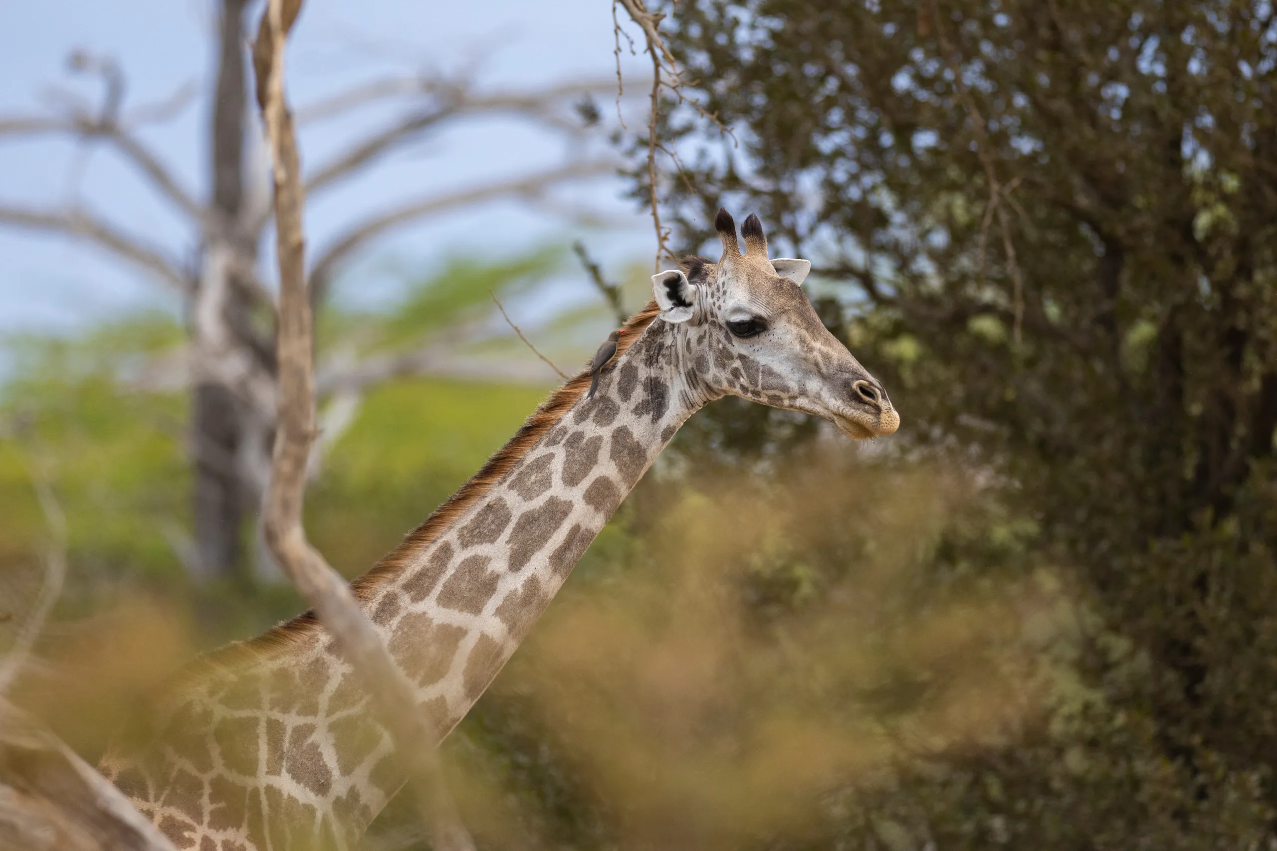 Nyerere National Park