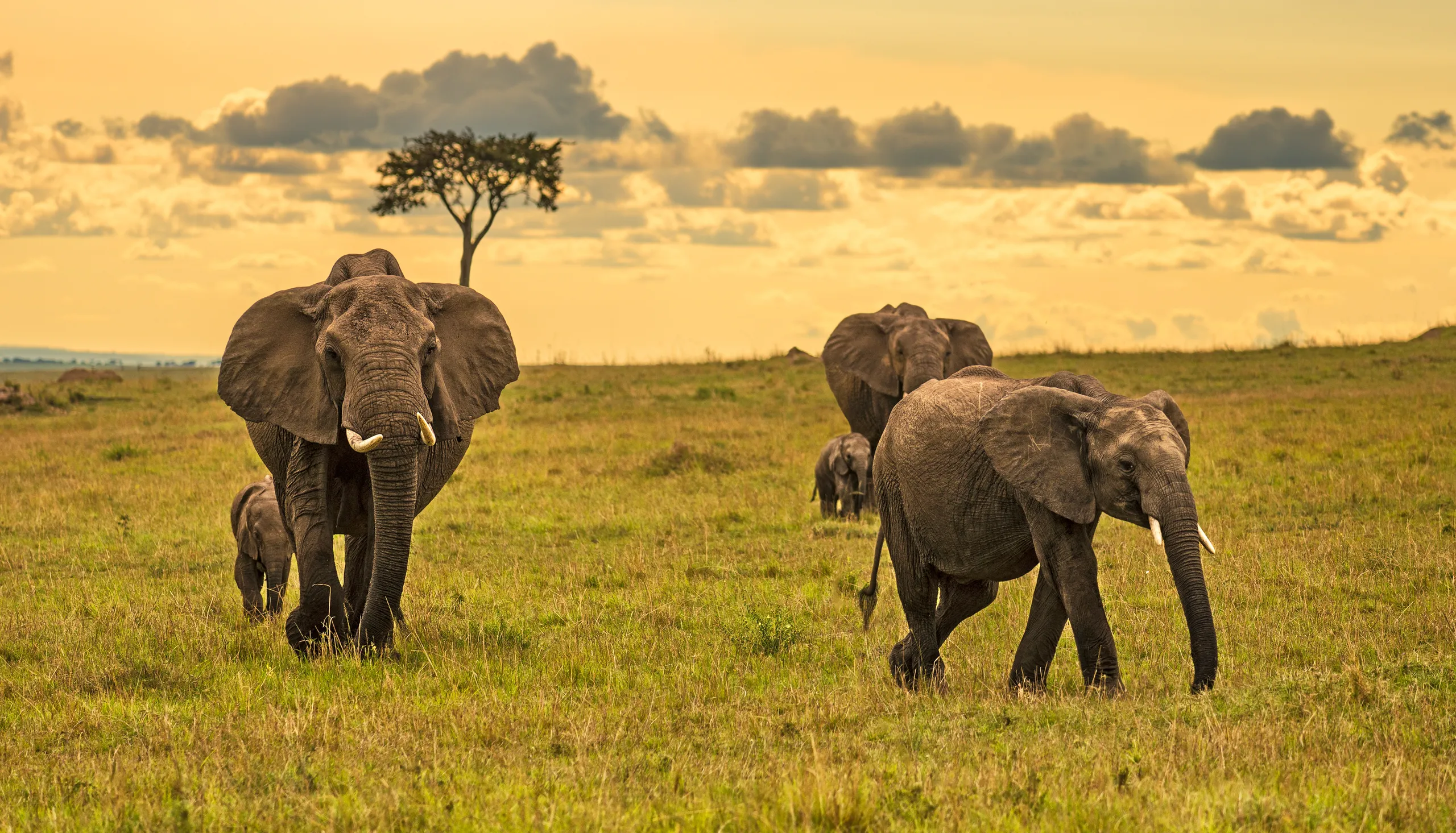 Maasai Mara