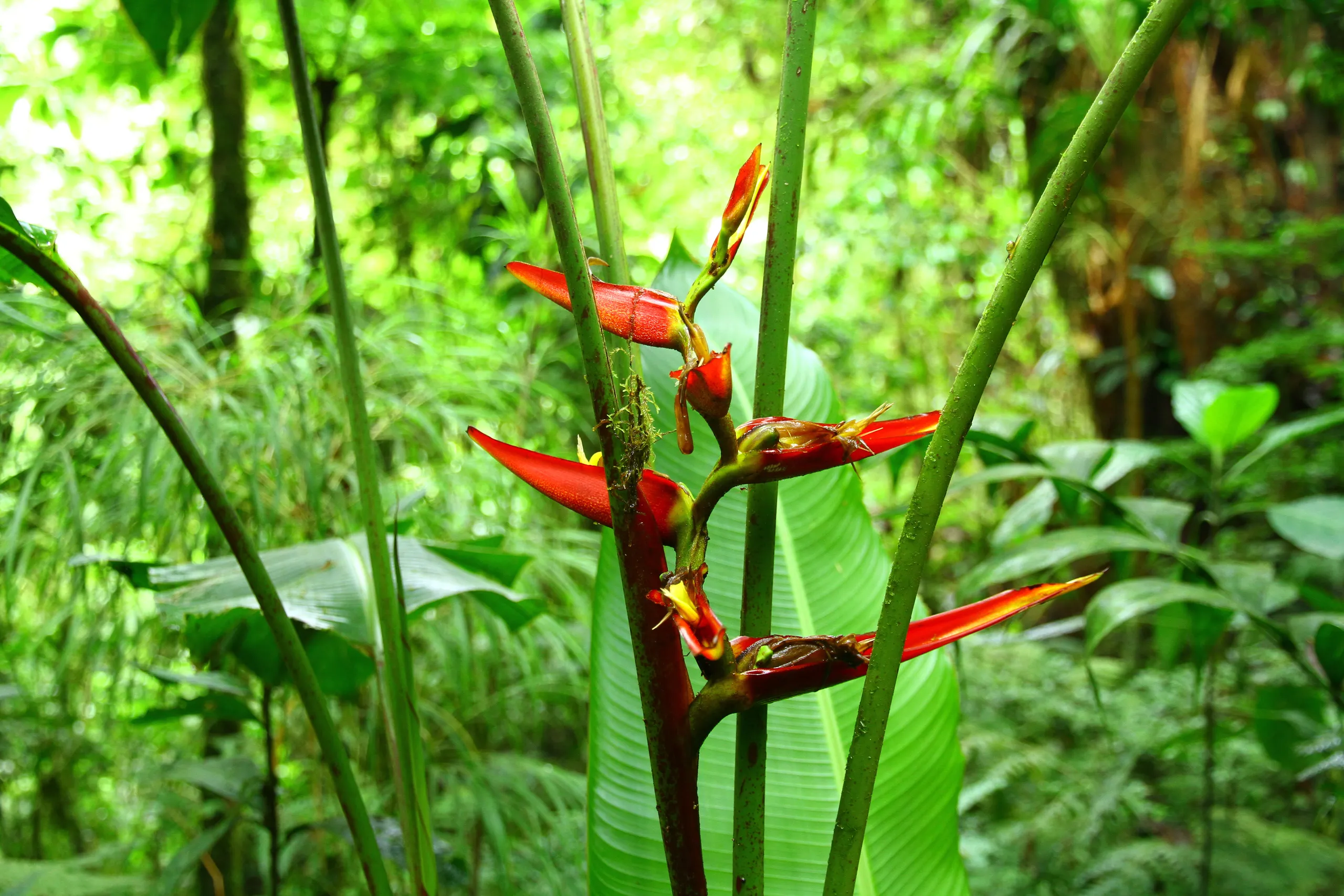 Monteverde