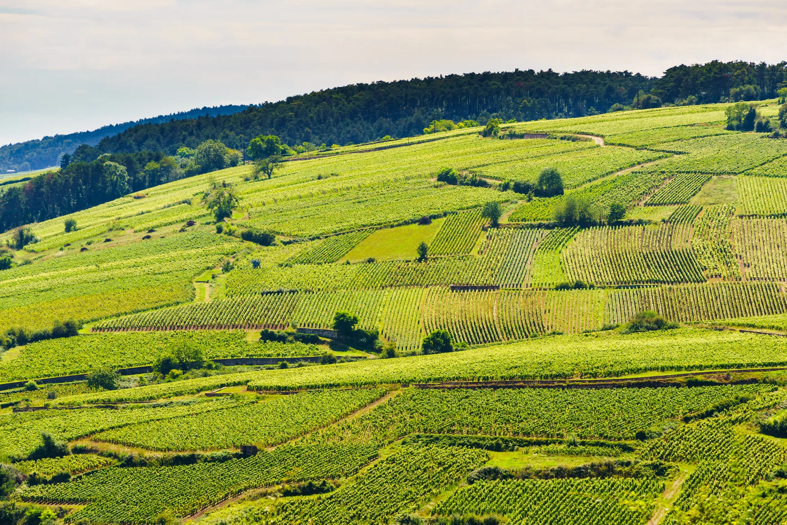 Beaune Market, Cooking Class & Hospices