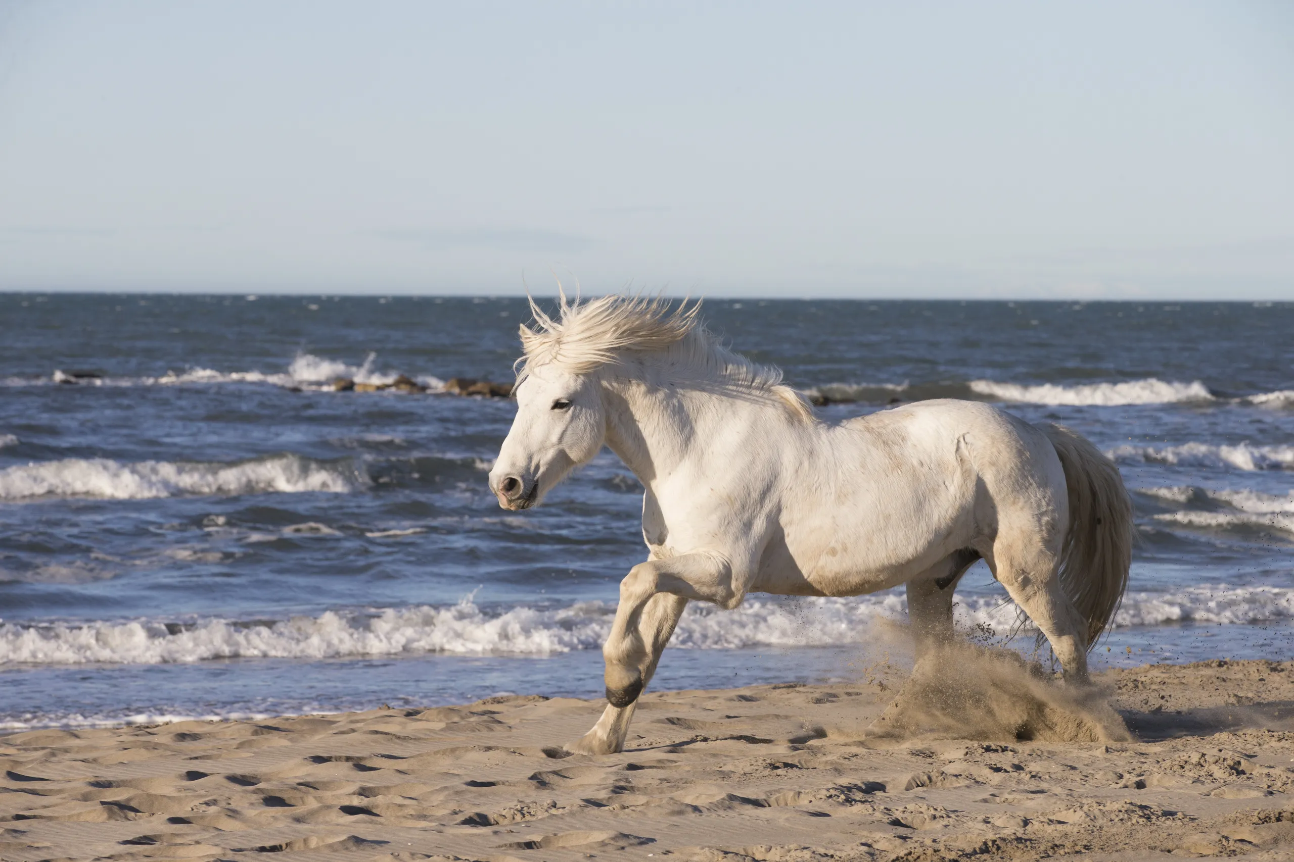 The Camargue — 4x4 Safari, Wildlife & Delta Traditions
