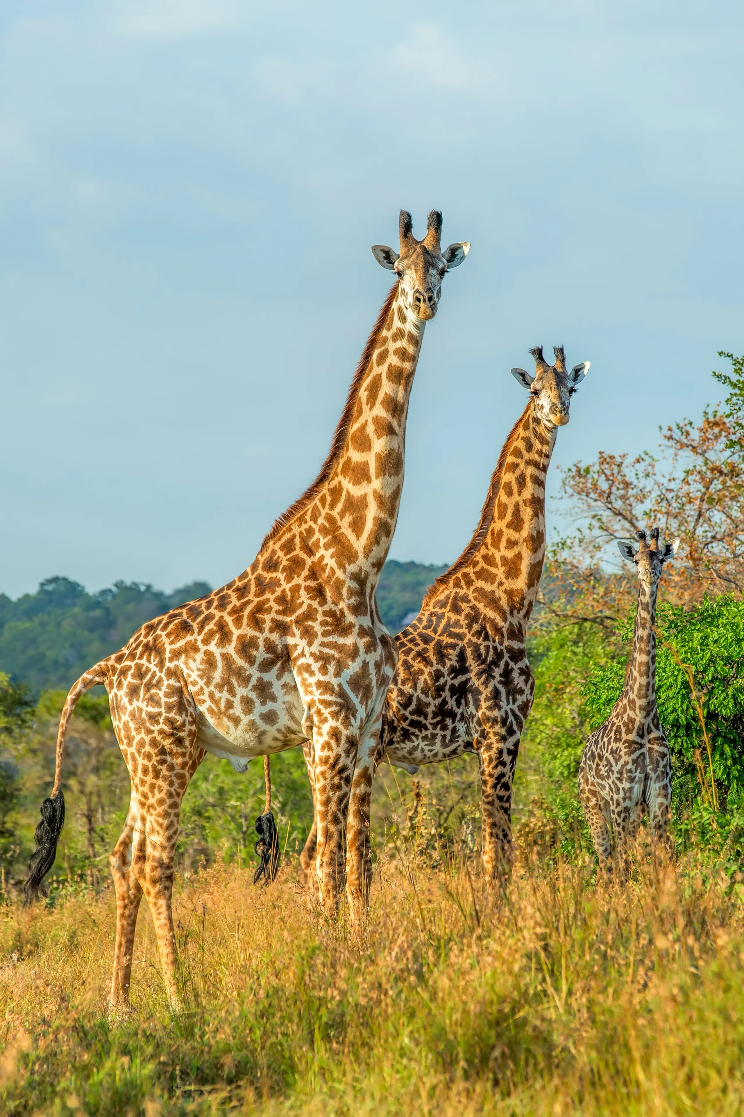Serengeti Safari