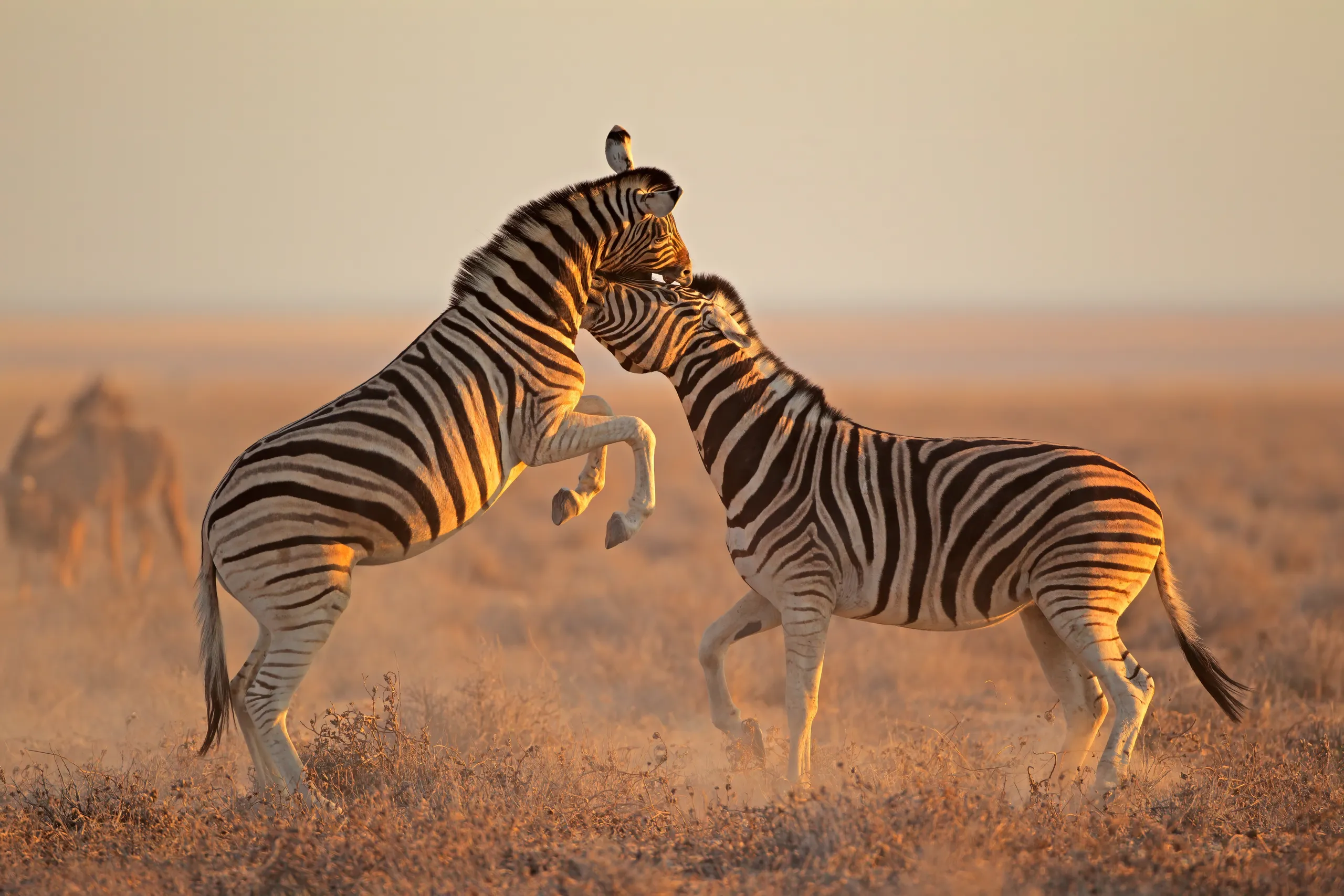 Etosha National Park