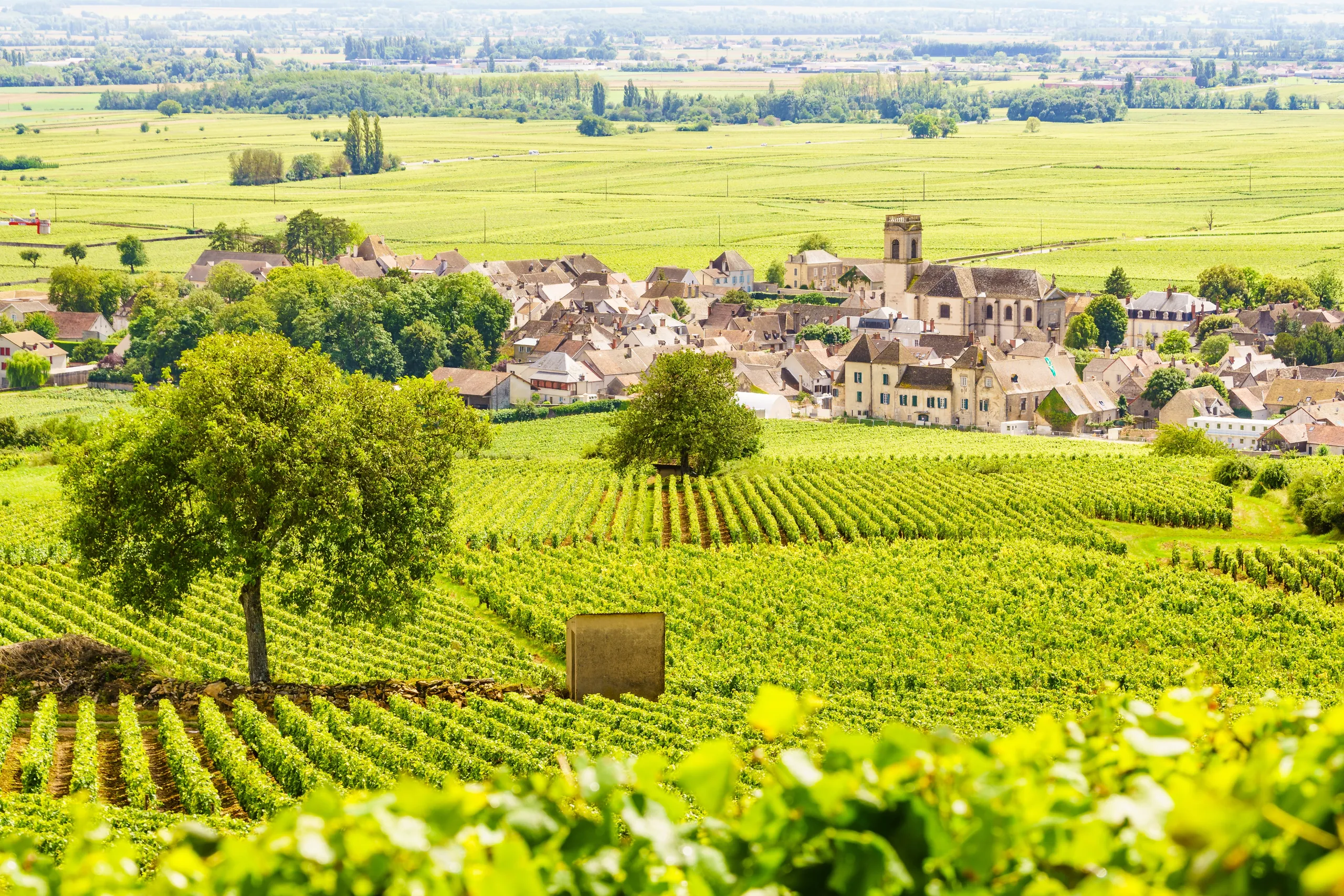 Côte de Nuits — Villages, Climats & Cellar Architecture
