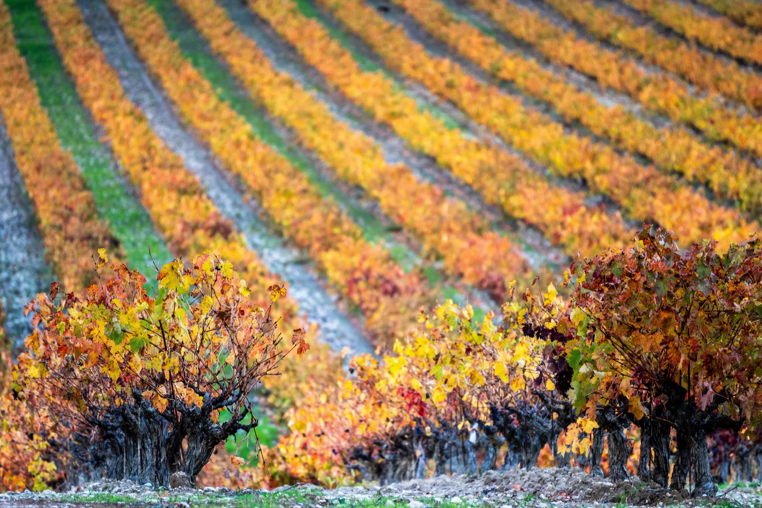 Golden Mile Wine, Fine Dining & Segovia