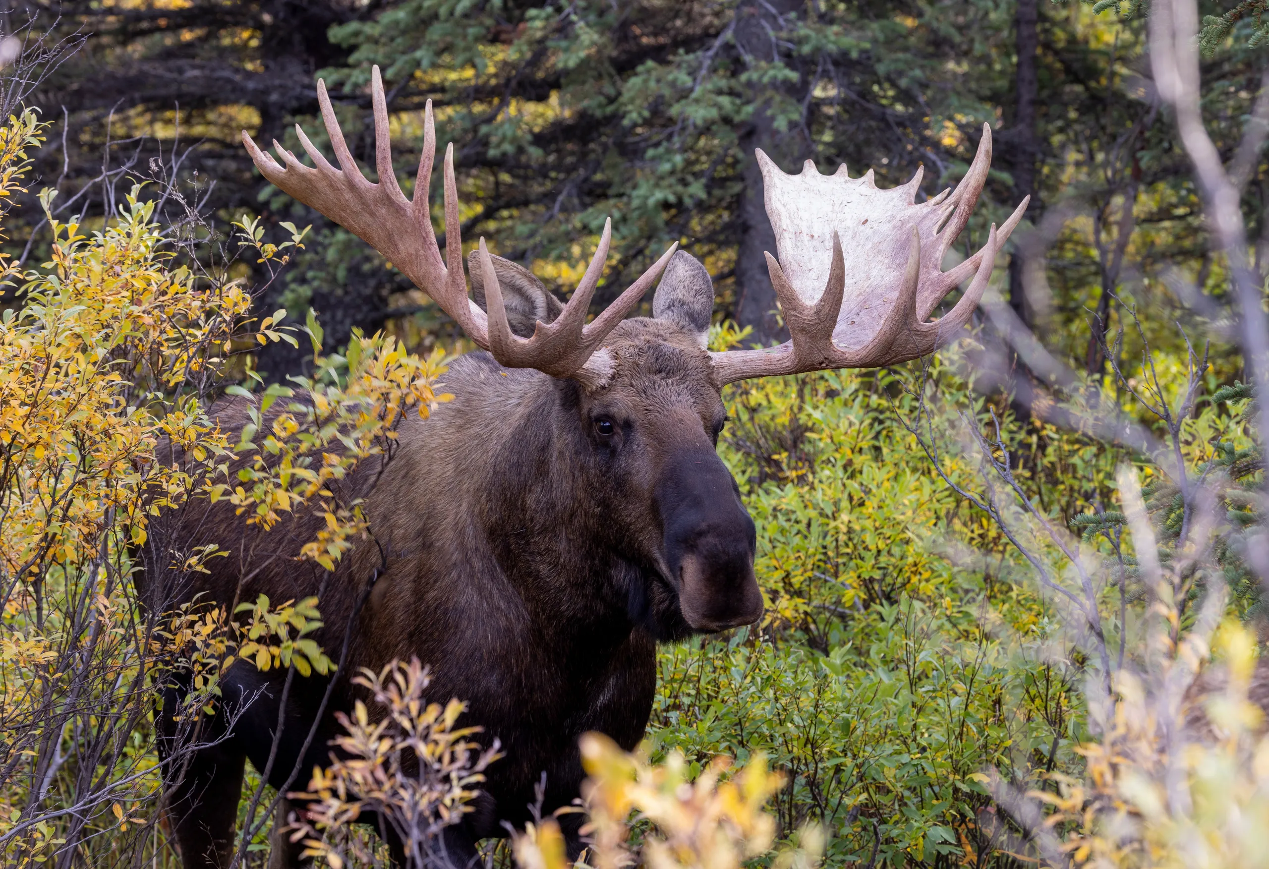 Denali National Park
