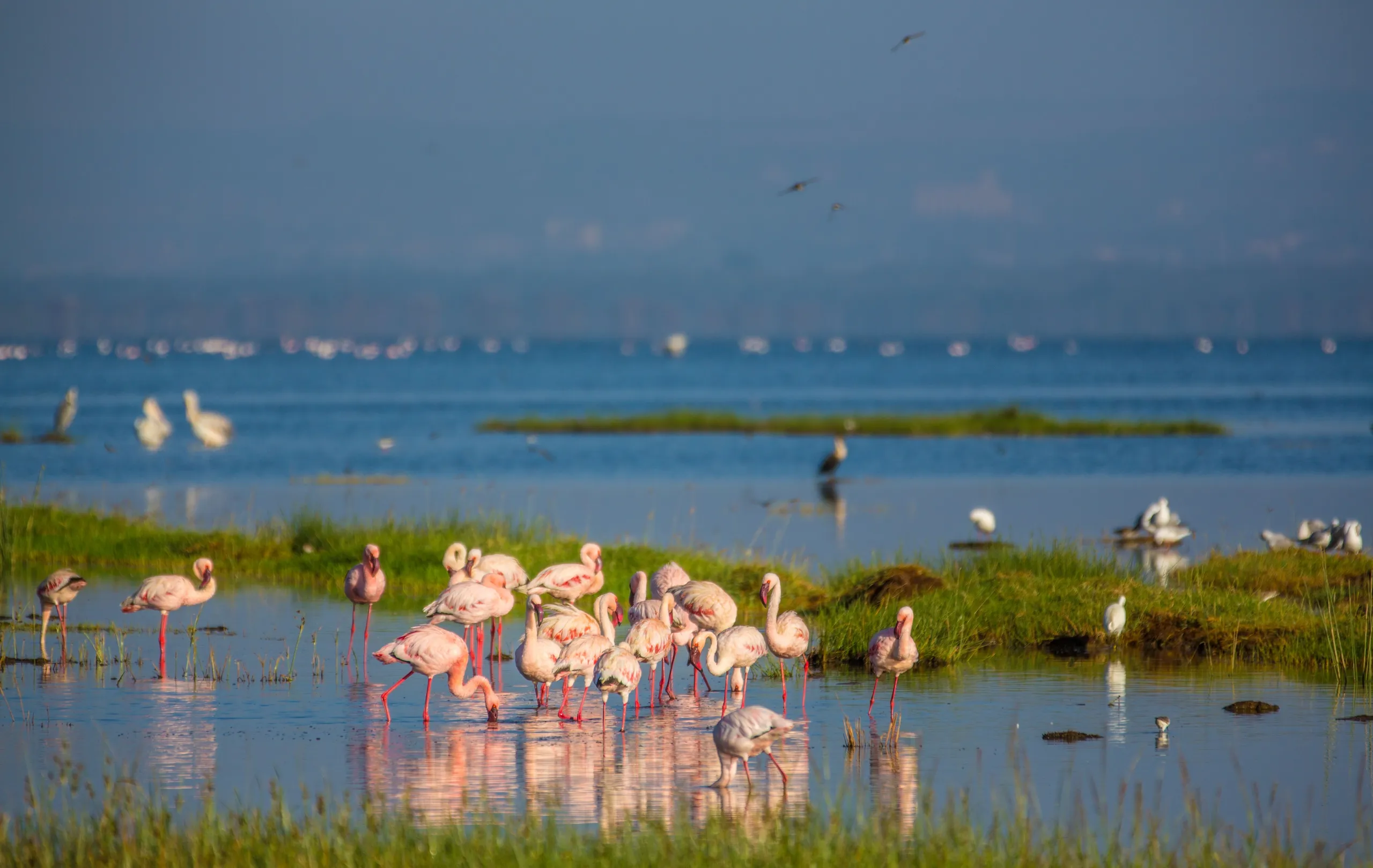 Lake Nakuru & Maasai Mara