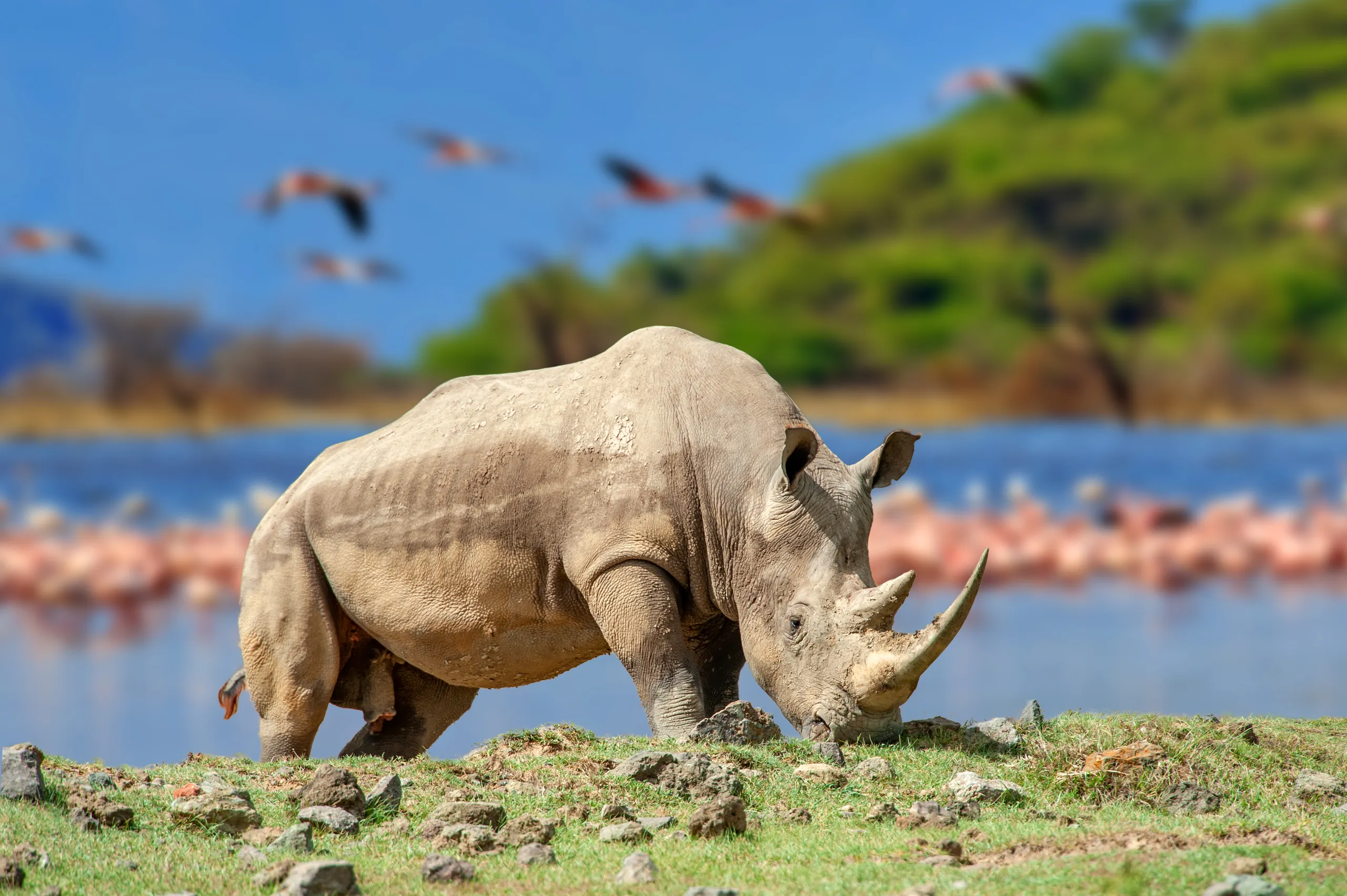 Lake Nakuru