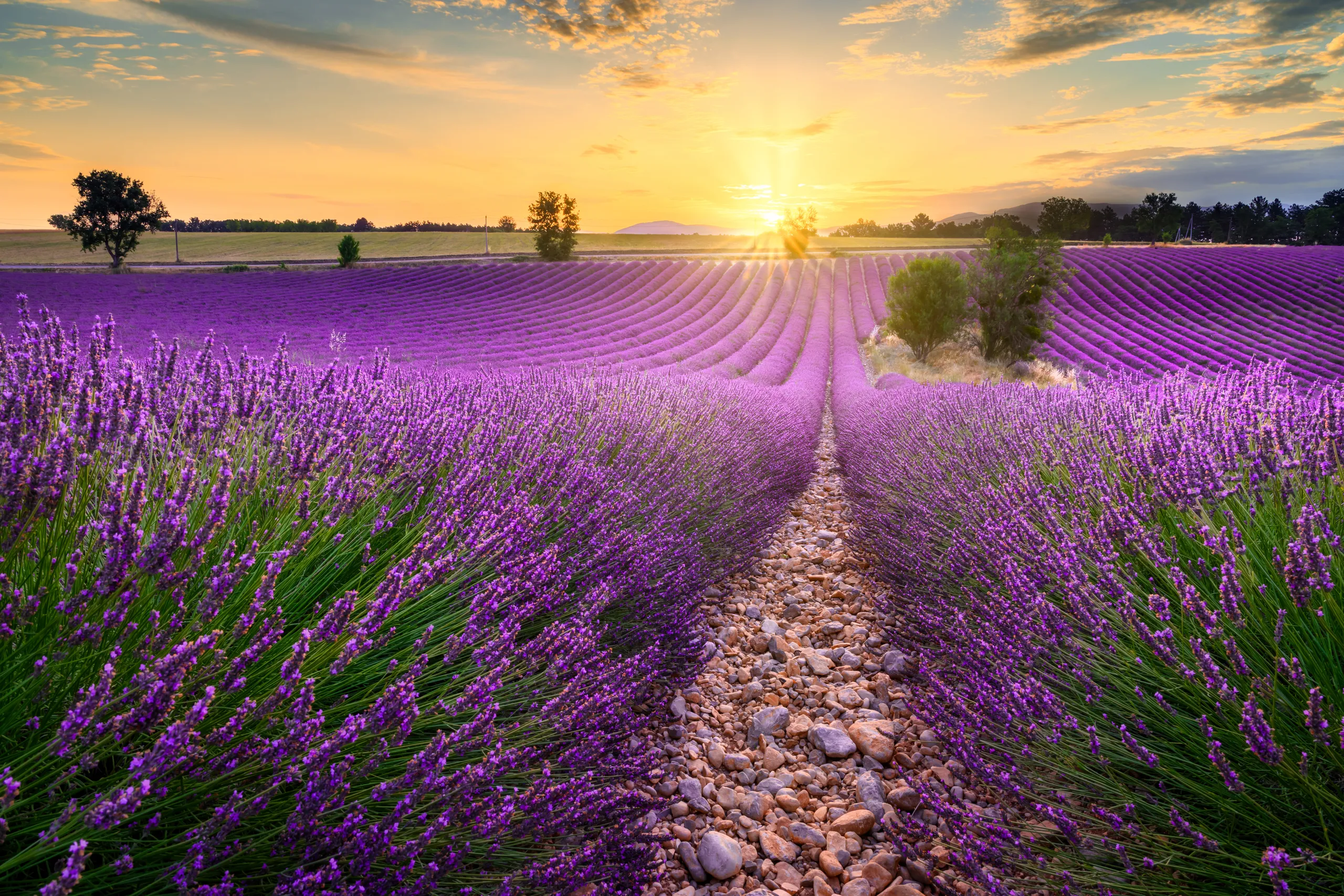 The Valensole plateau