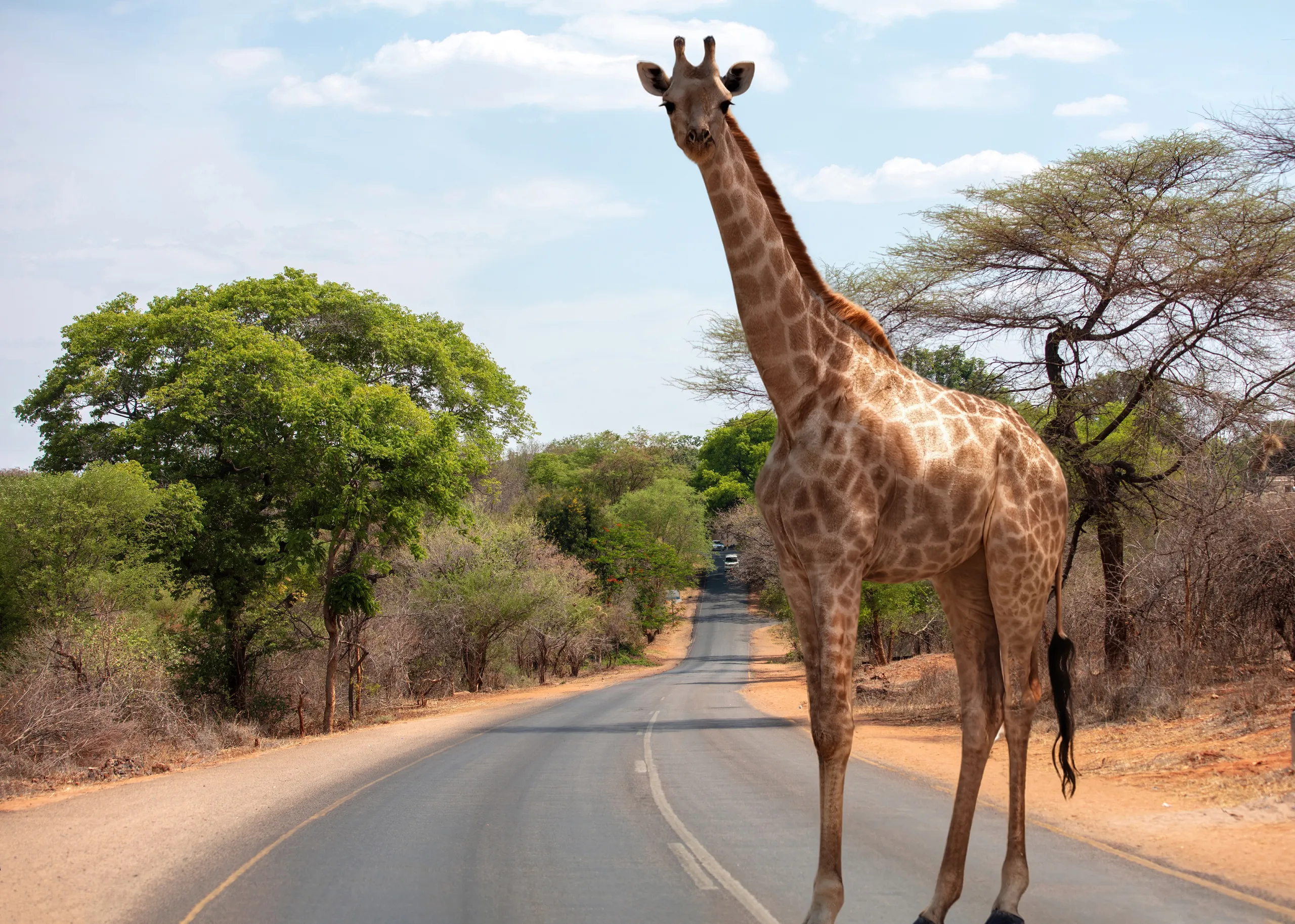 Chobe National Park