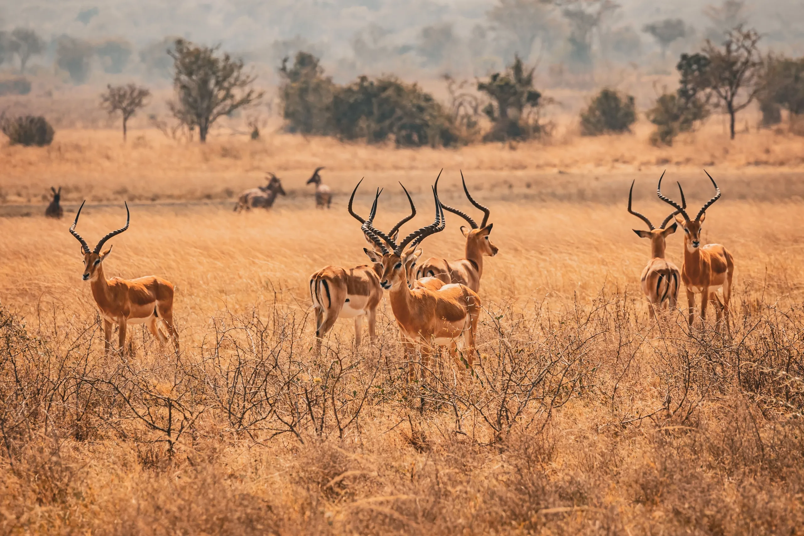 Akagera National Park
