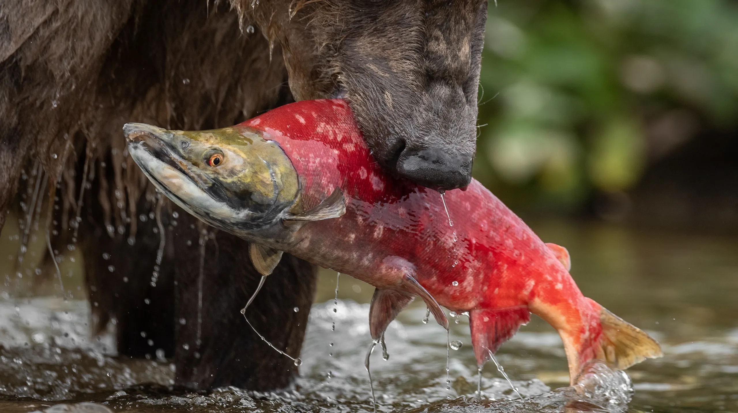 Katmai