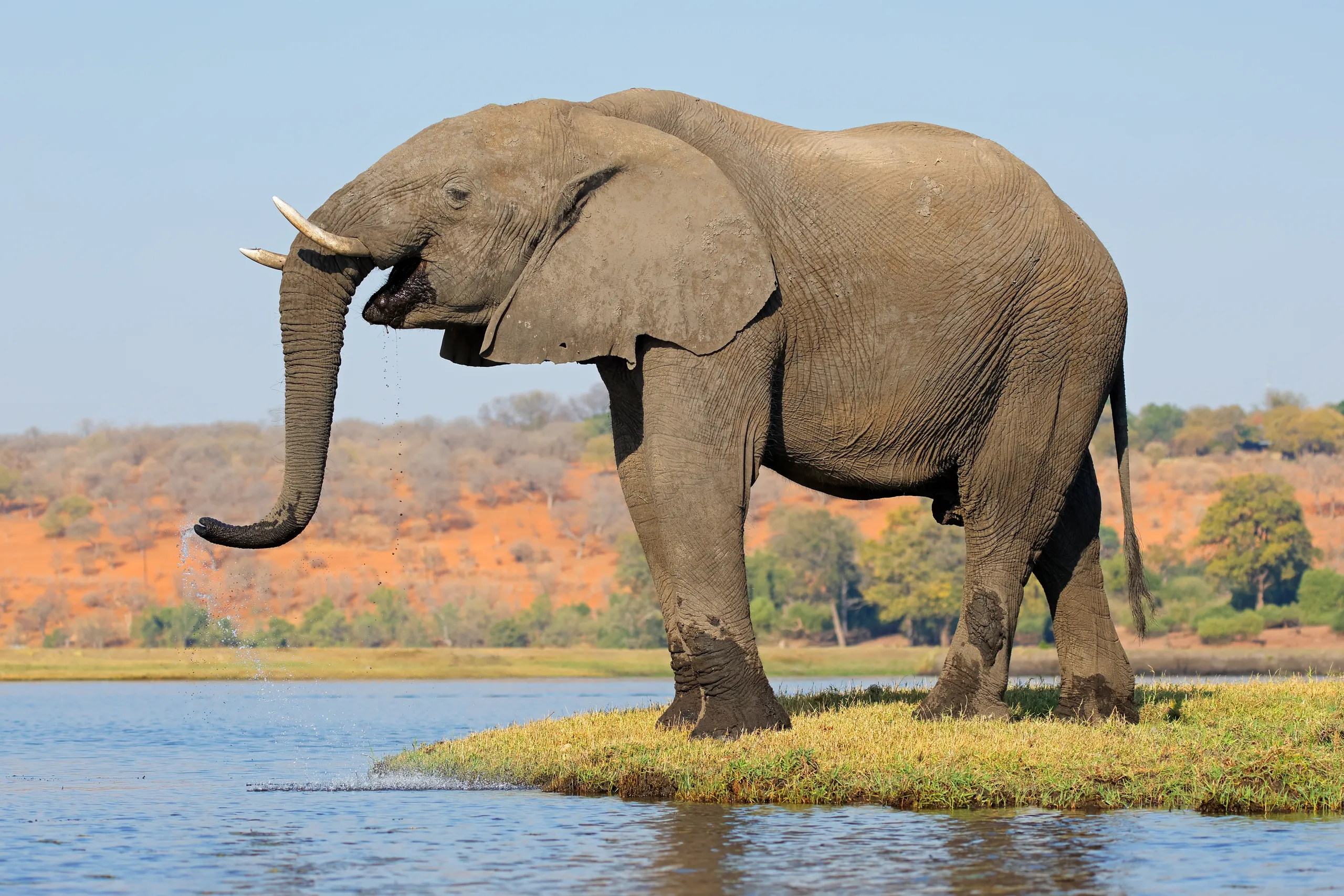 Victoria Falls to Chobe