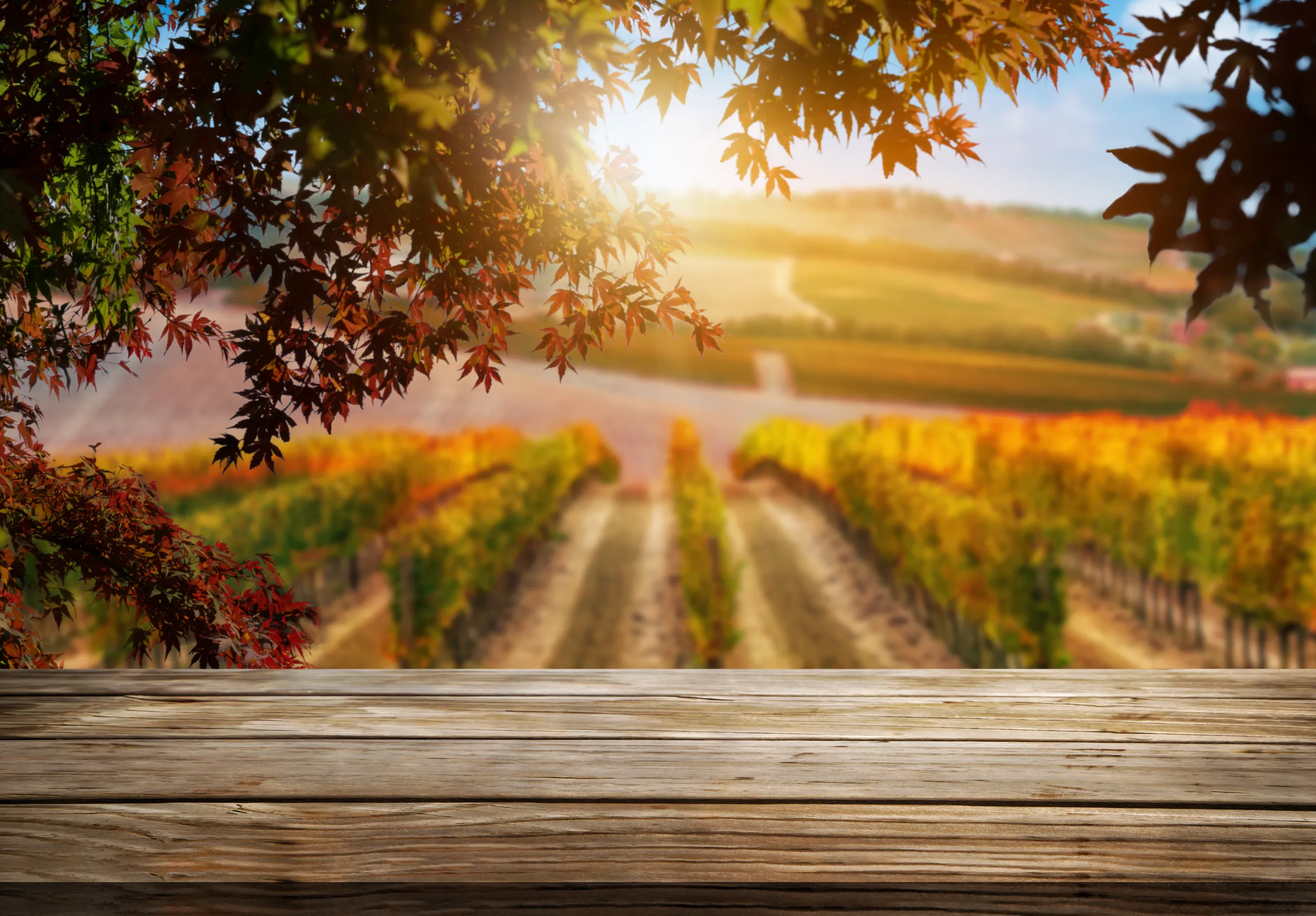 Napa Valley