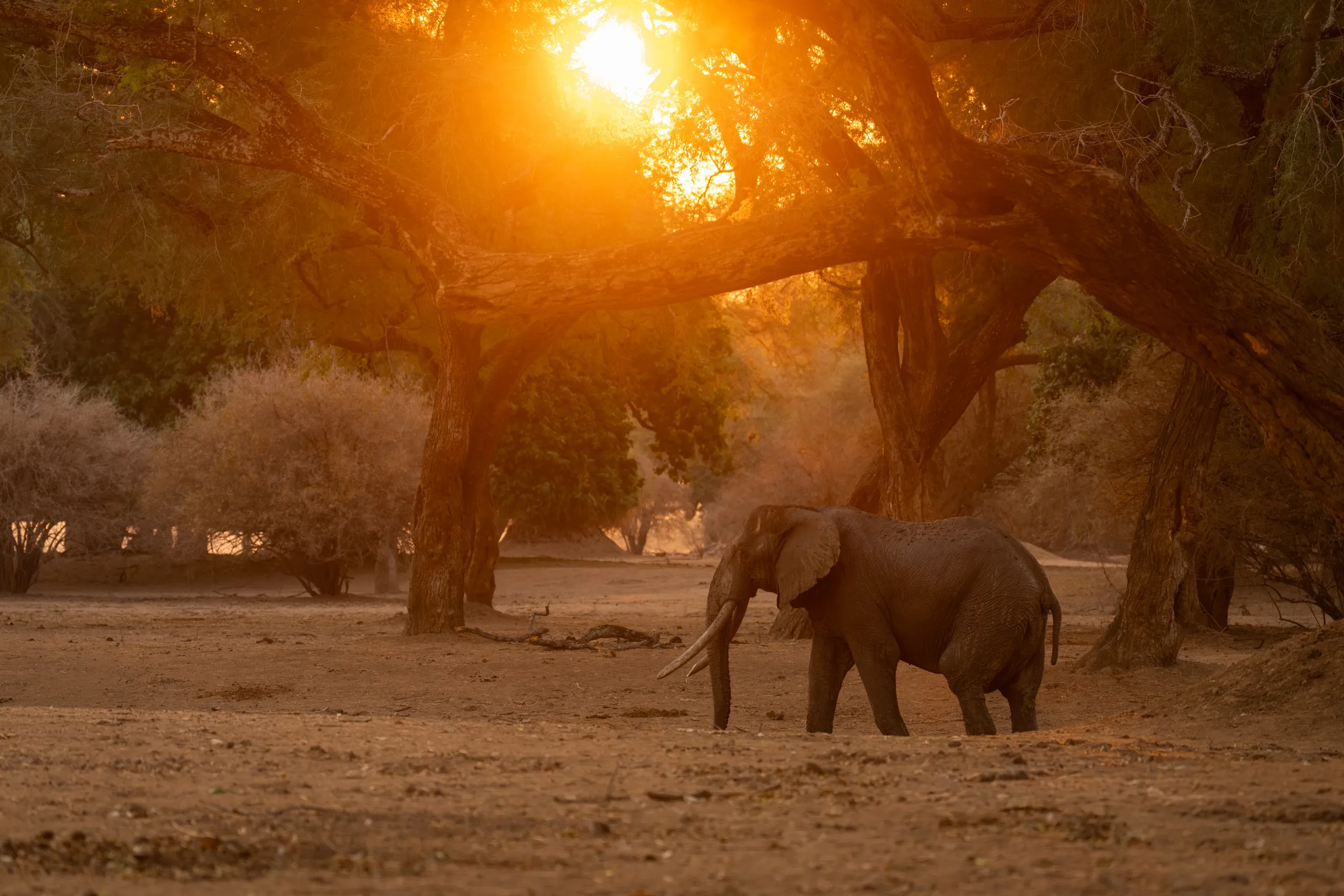 Mana Pools