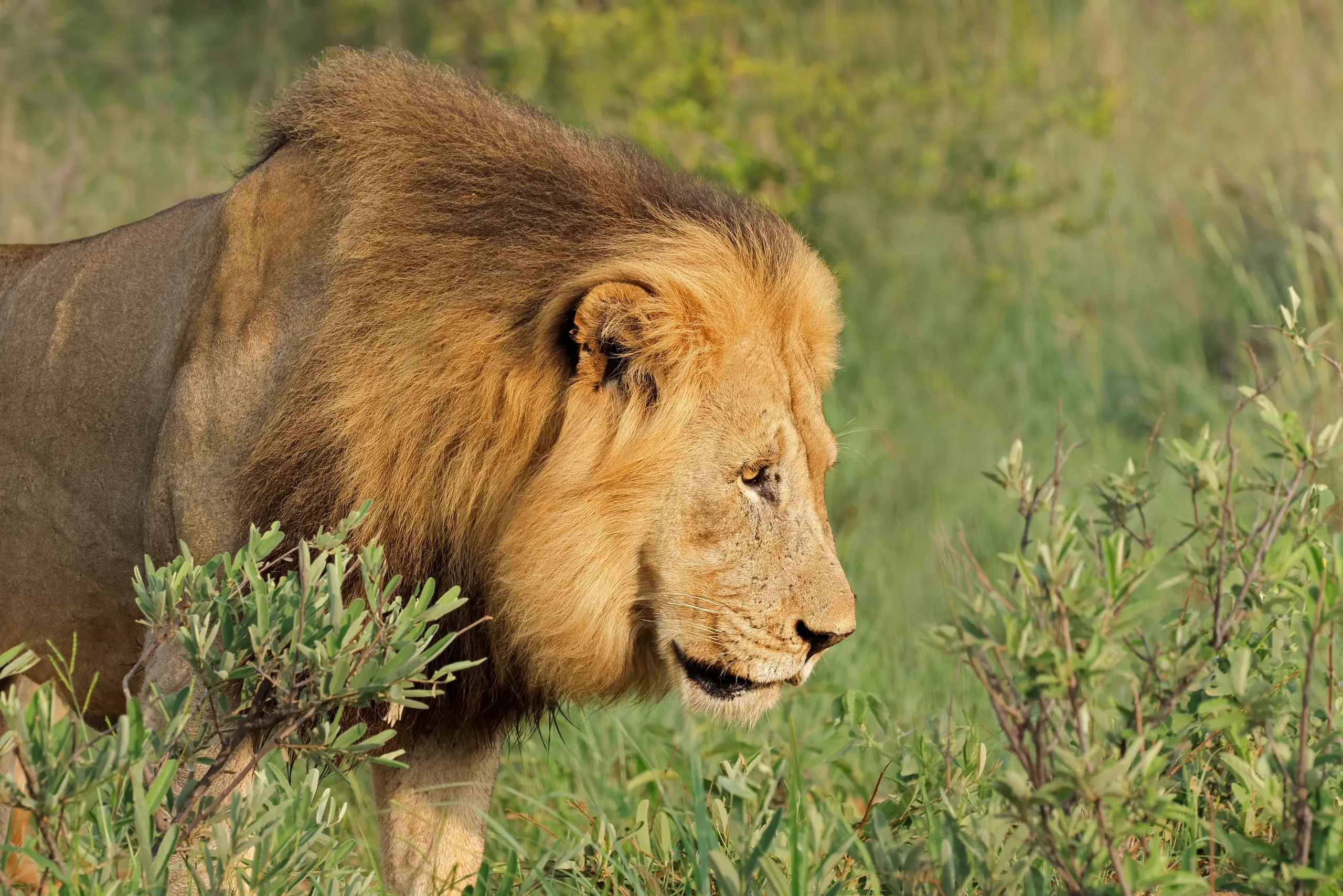 Madikwe