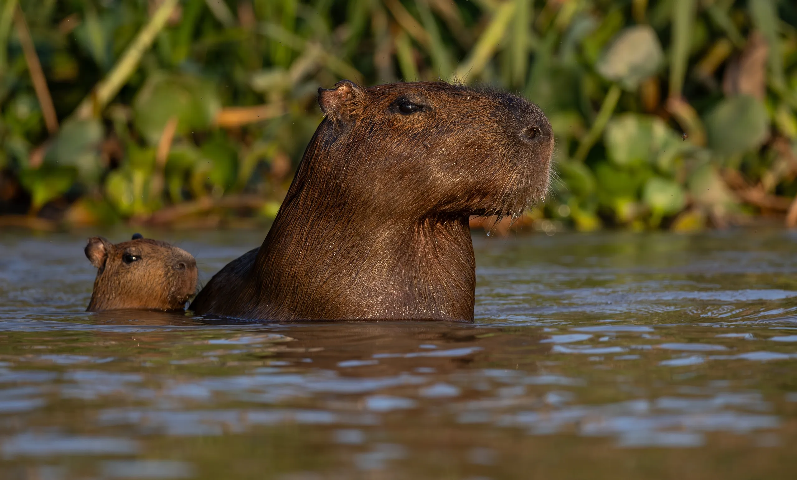 Pantanal
