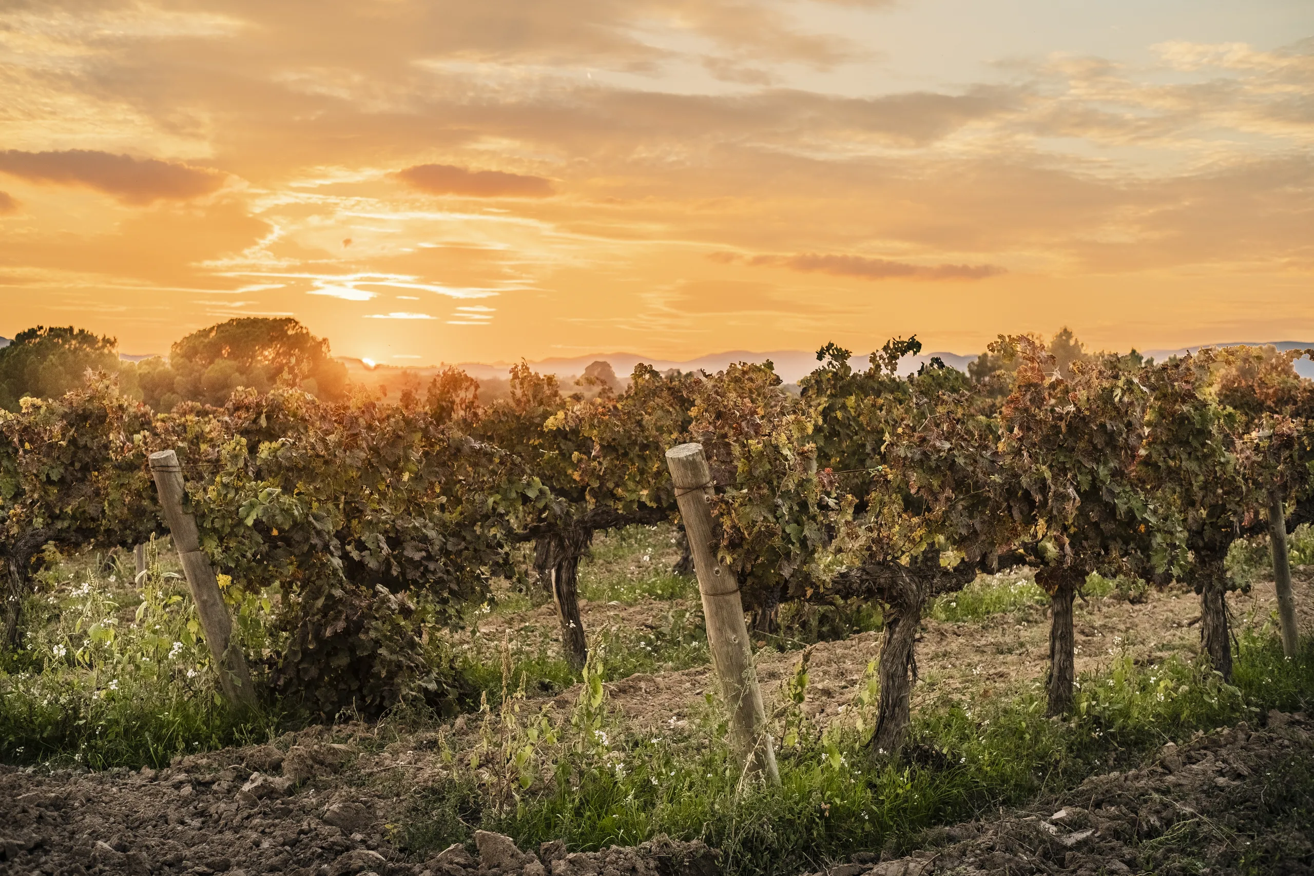 Exploring Cava’s Origin