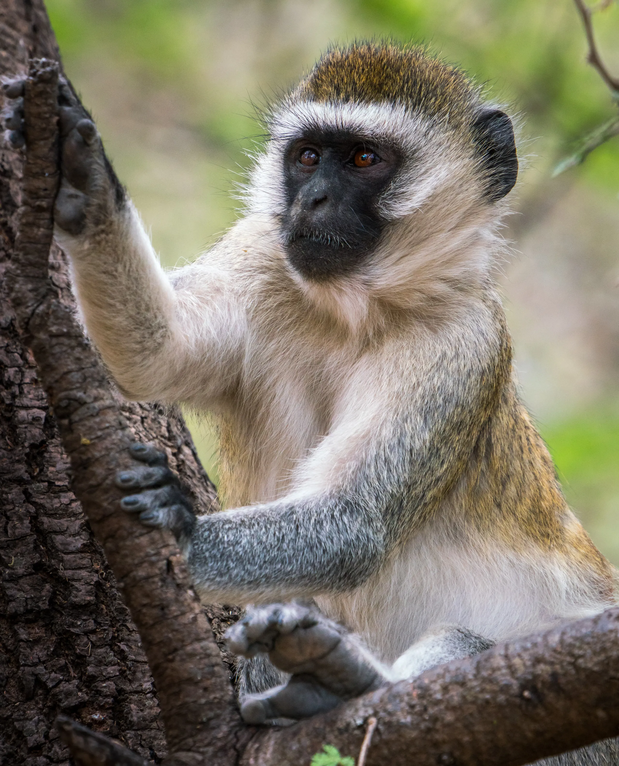 Tarangire National Park
