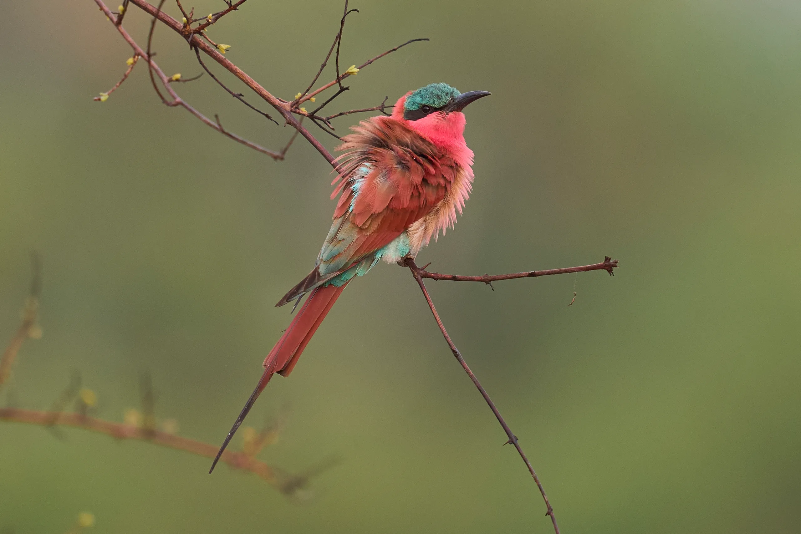 South Luangwa