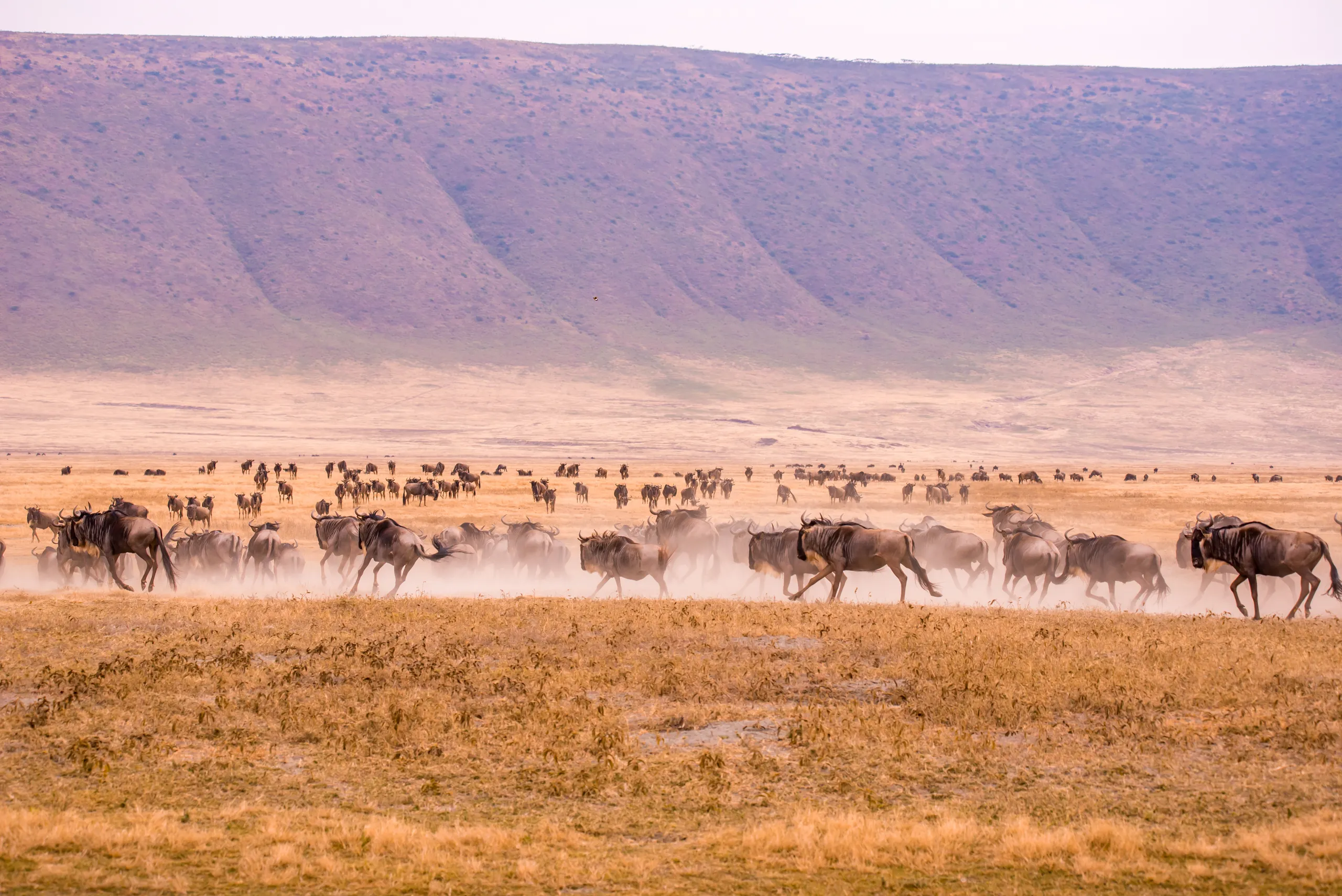 Safari in Ngorongoro Crater