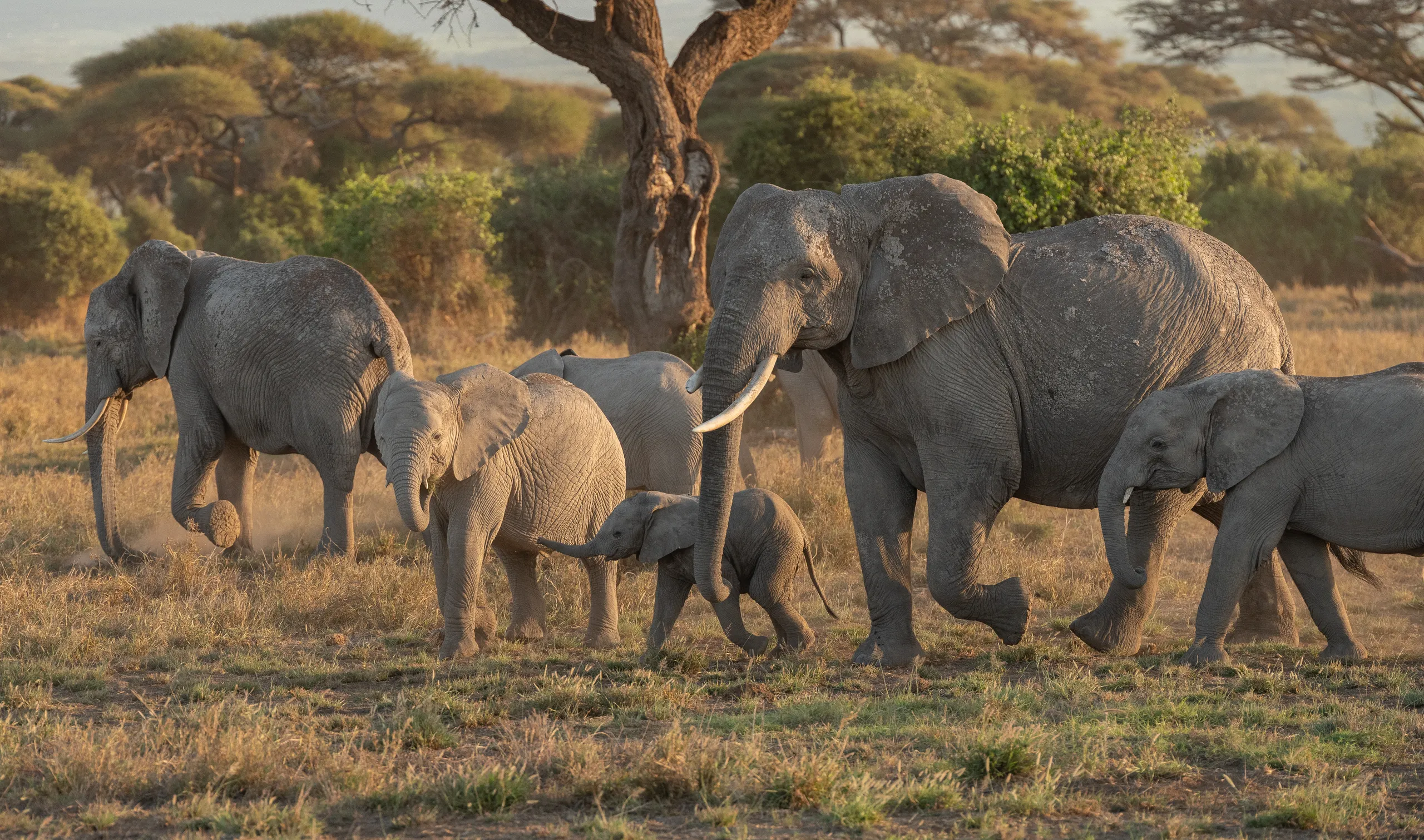 Serengeti Safari