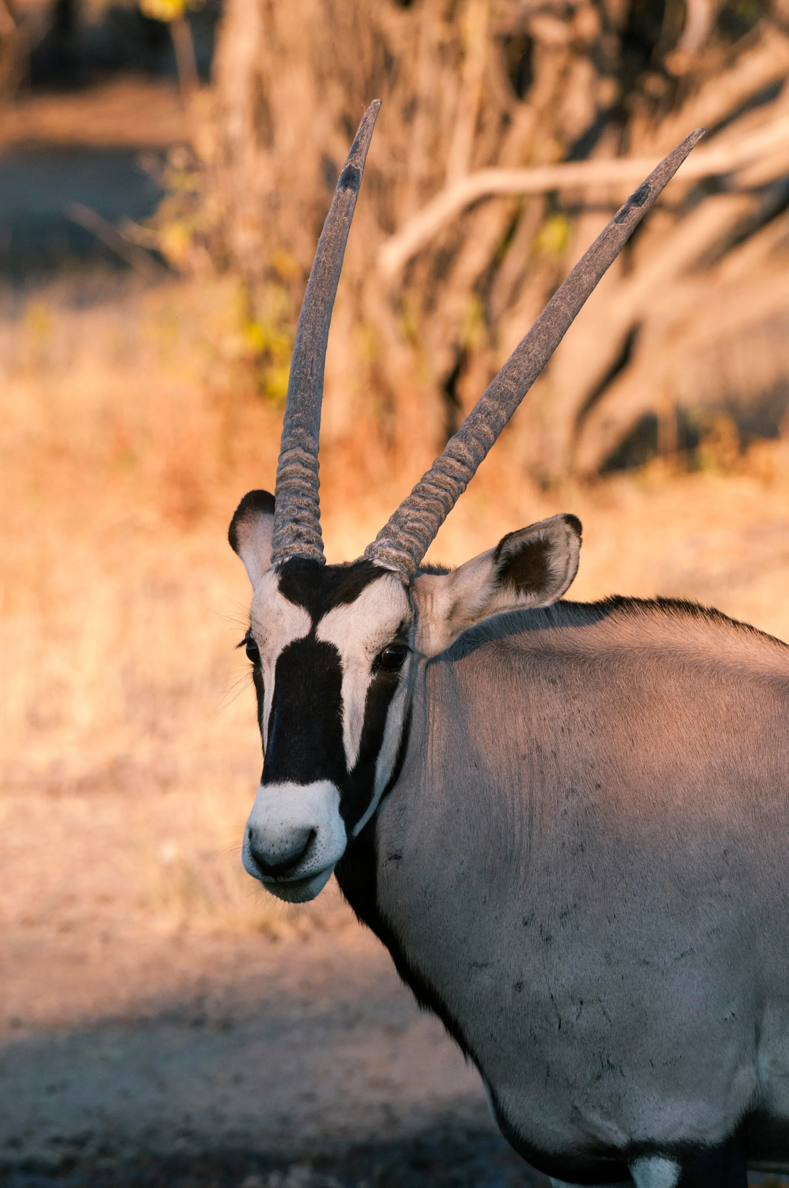 Central Kalahari