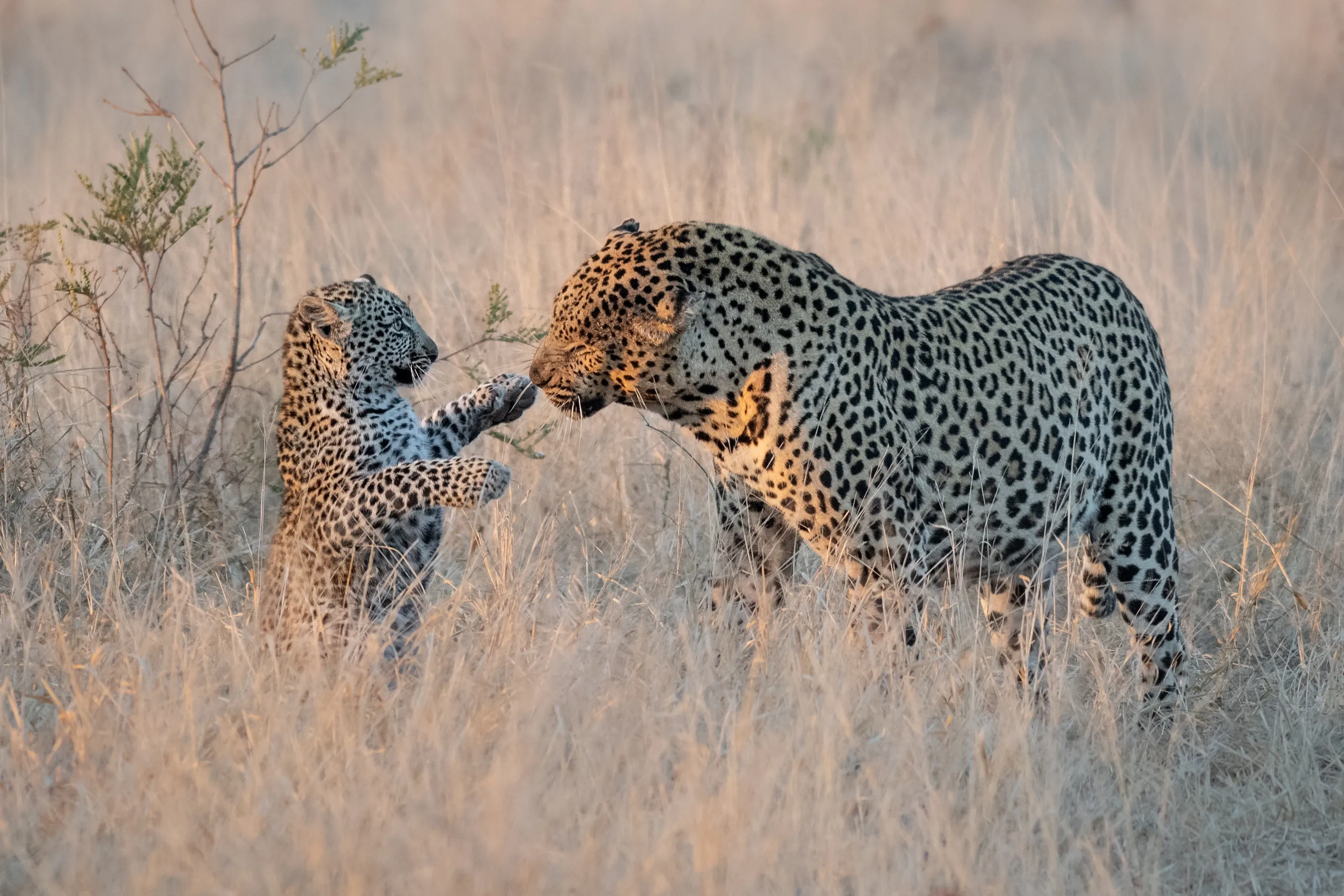 Greater Kruger