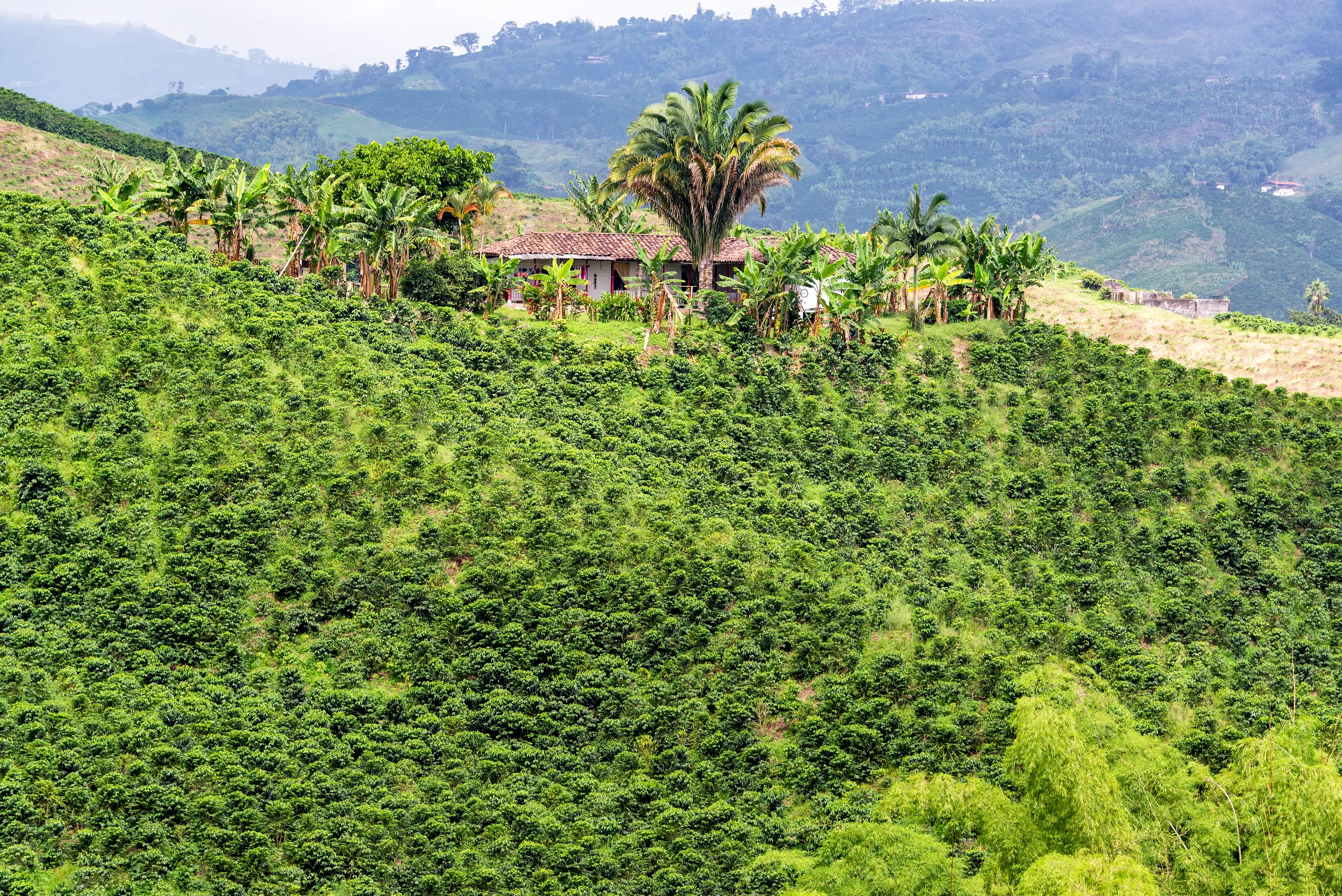 Coffee Region
