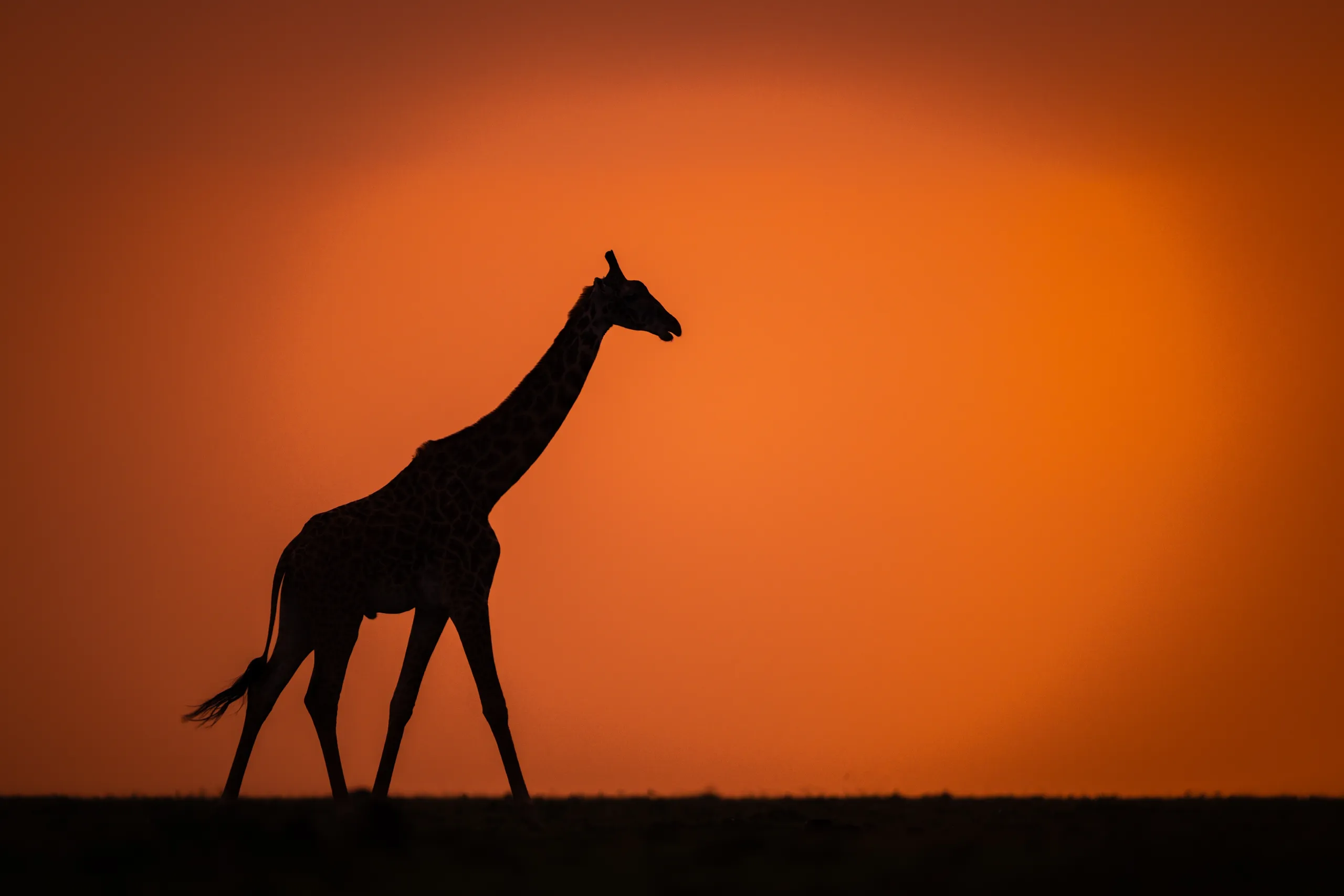 Maasai Mara